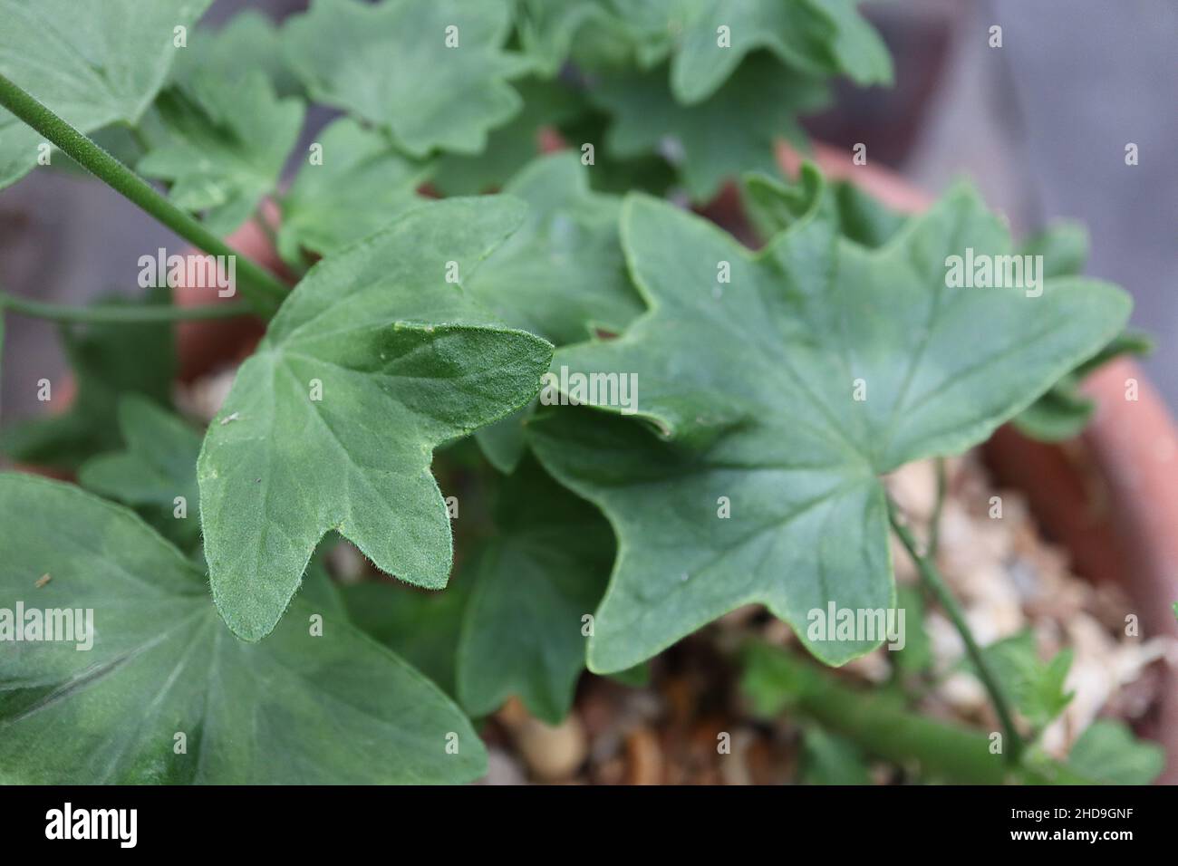 Pelargonium ‘Vectis Glitter’ rounded mid green leaves with rounded lobes,  December, England, UK Stock Photo