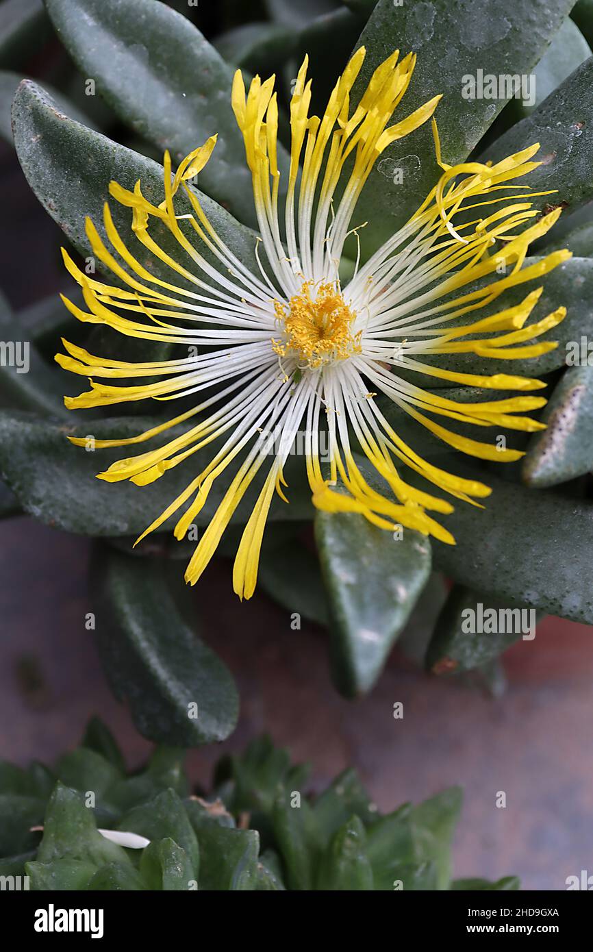 Pleiospilos compactus mimicry plant / living rock – white flowers with yellow spoon-like tips, thick cornered succulent leaves,  December, England, UK Stock Photo