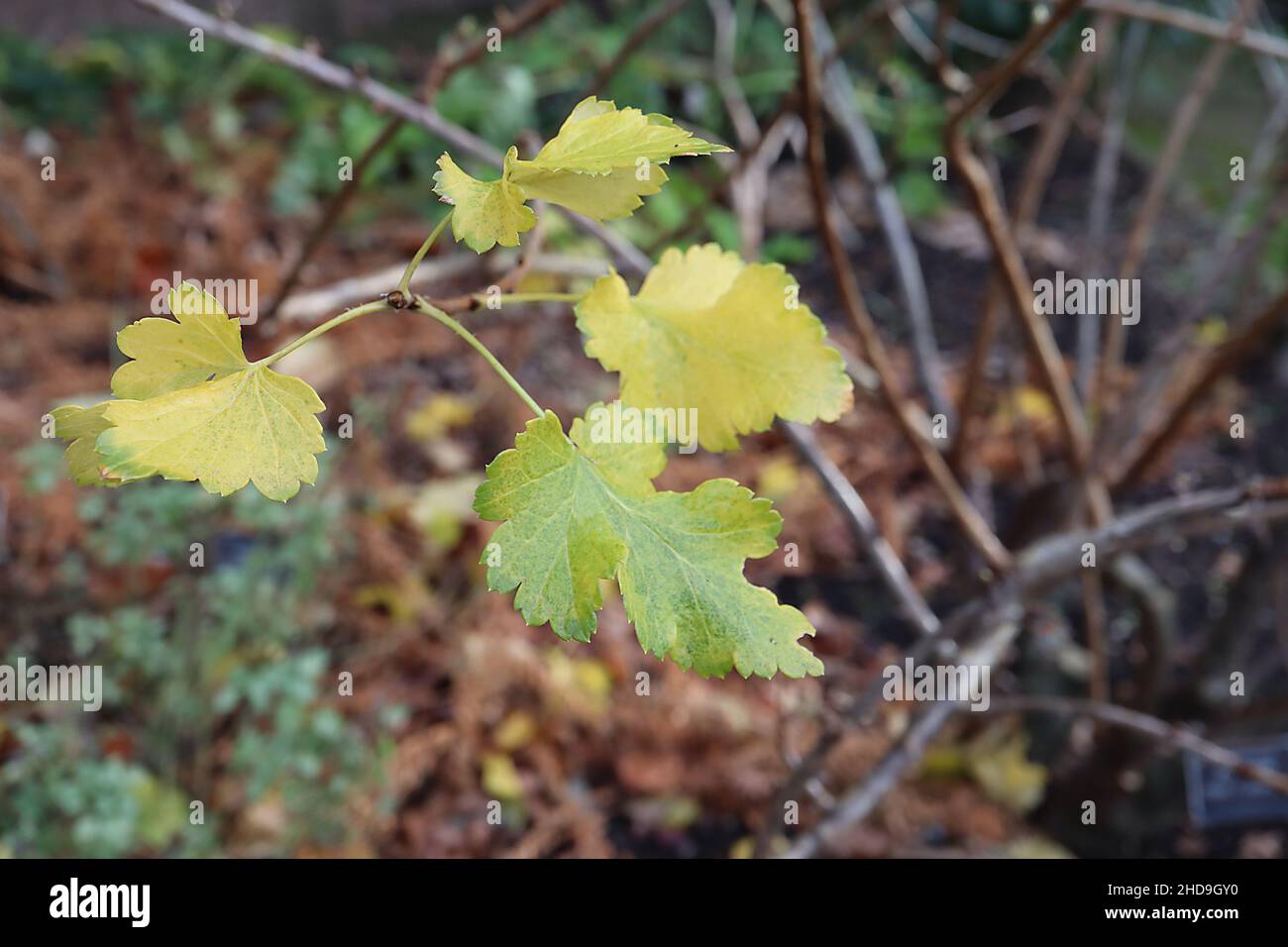 Ribes culverwellii jostaberry – lobed yellow green leaves with toothed ...