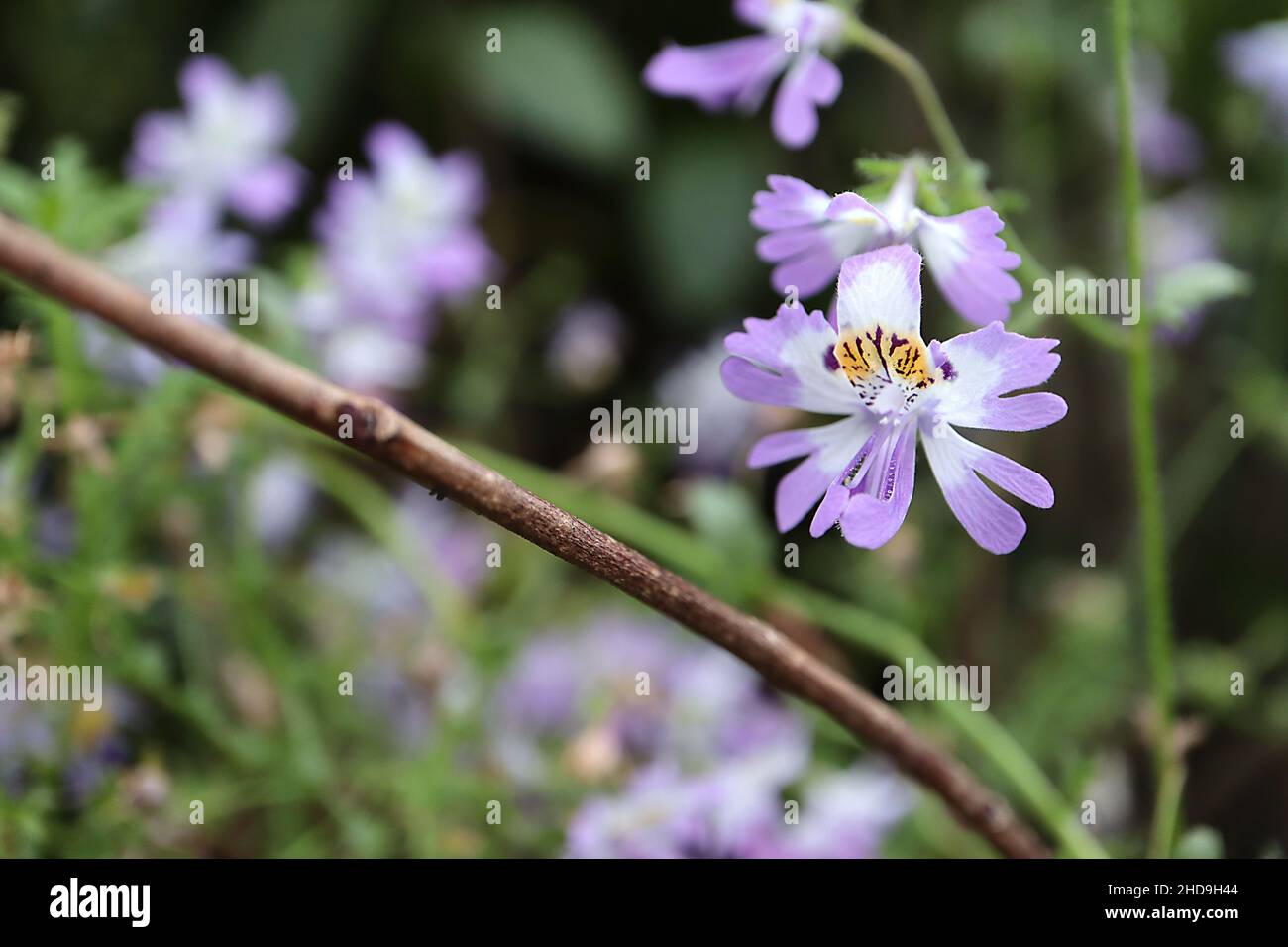 purple and white, small flowers in a flower bed. vacation in a hot,  tropical country. flowering plants, beautiful garden with fresh flowers  15044168 Stock Photo at Vecteezy
