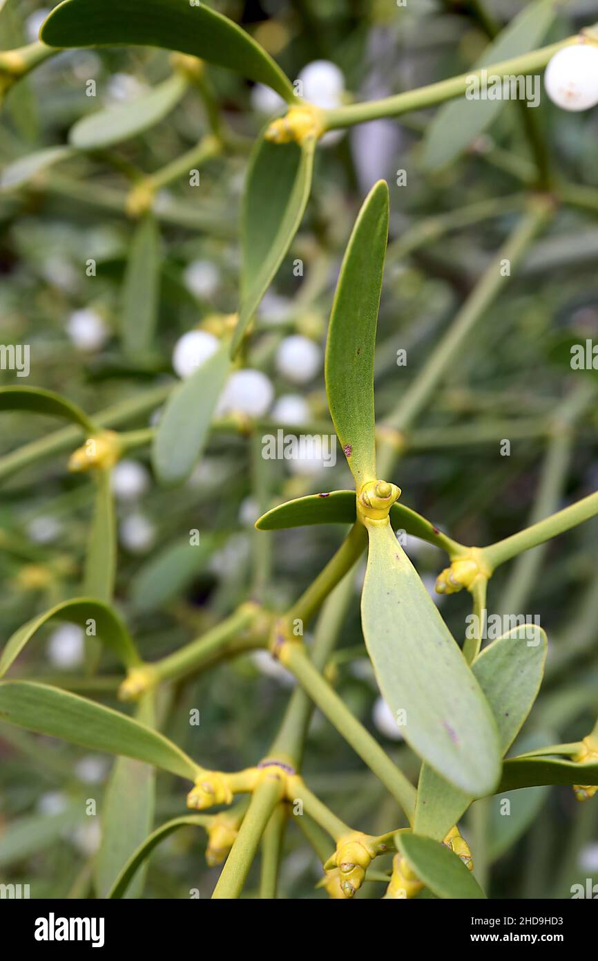 Viscum album  mistletoe – round white berries and oblong mid green winged leaf pairs,  December, England, UK Stock Photo