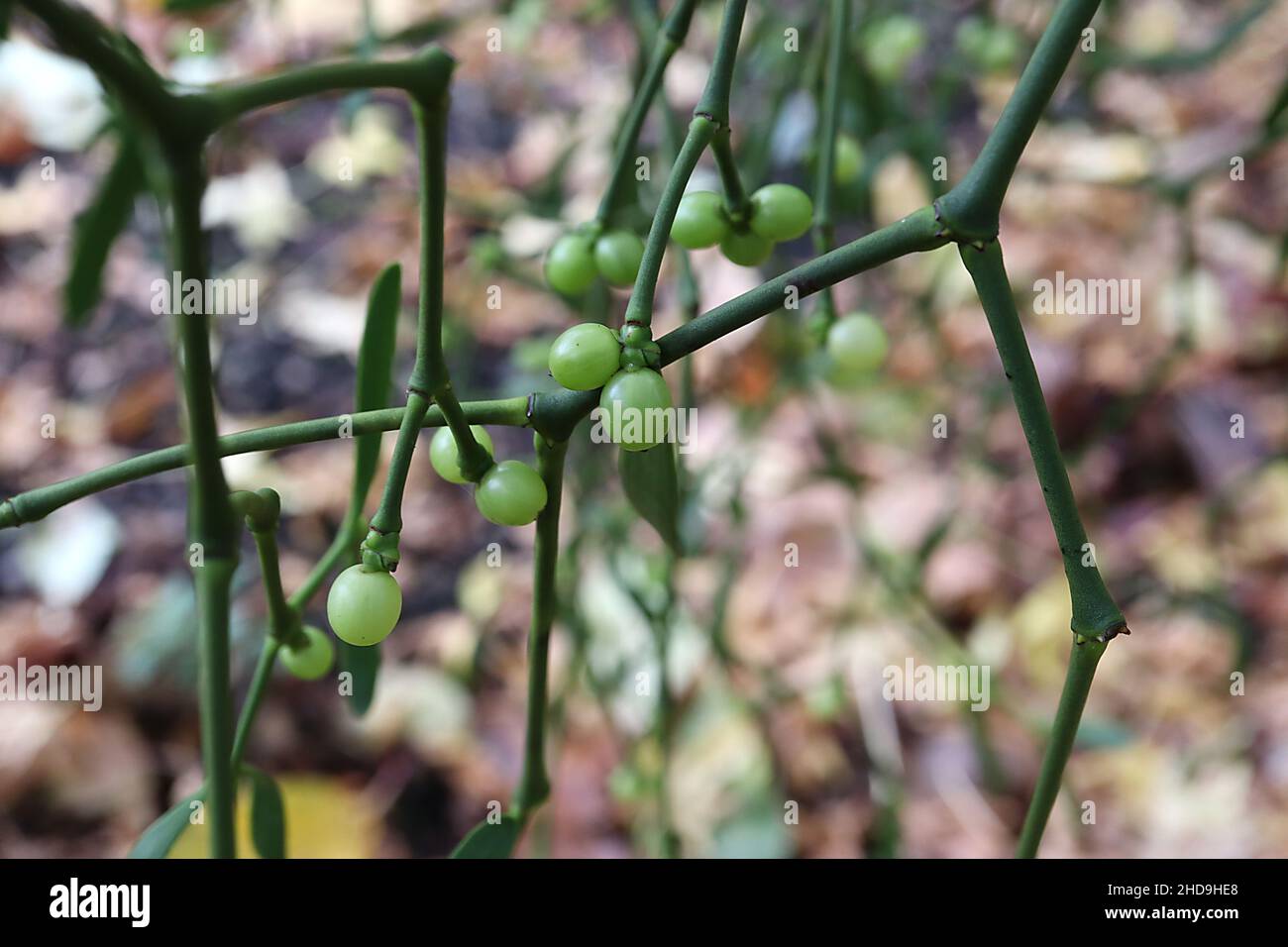 Viscum album  mistletoe – round light green berries and oblong mid green winged leaf pairs,  December, England, UK Stock Photo