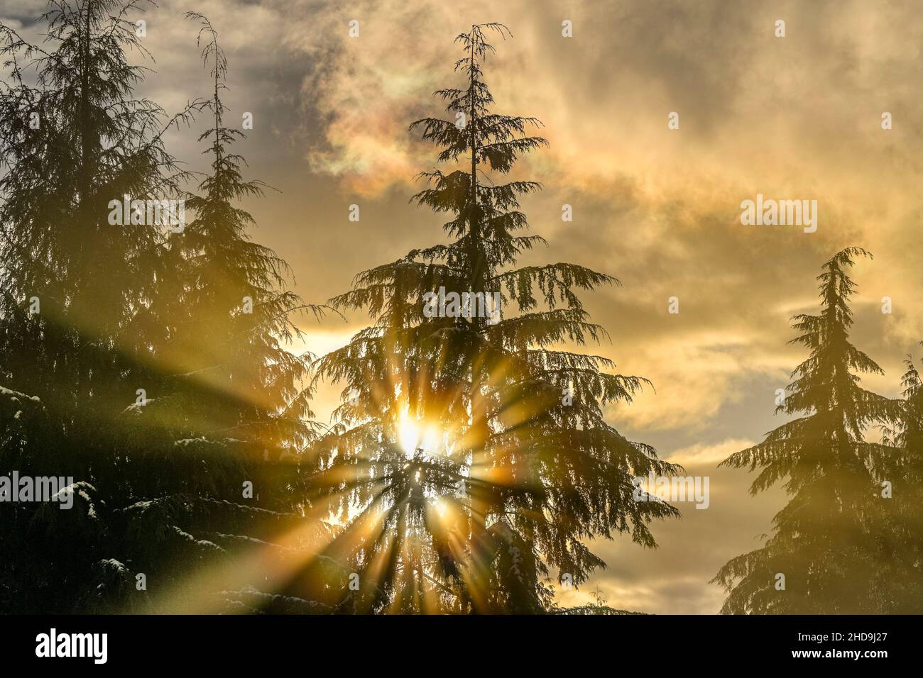 Foggy sunburst through trees, Cypress Mountain, Vancouver, British Columbia, Canada Stock Photo