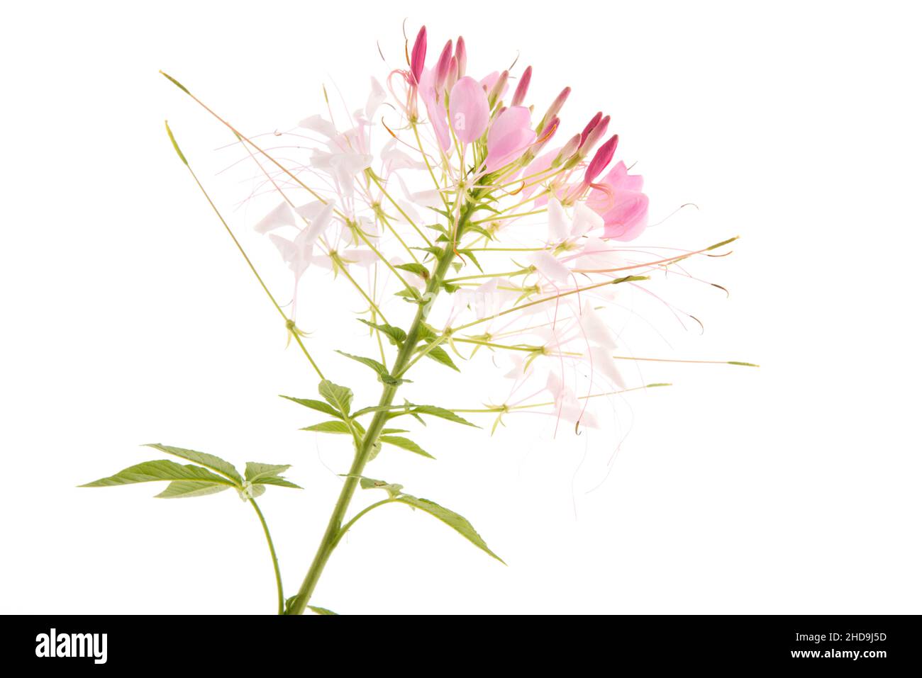 Single flower pink Cleome isolated over white background Stock Photo