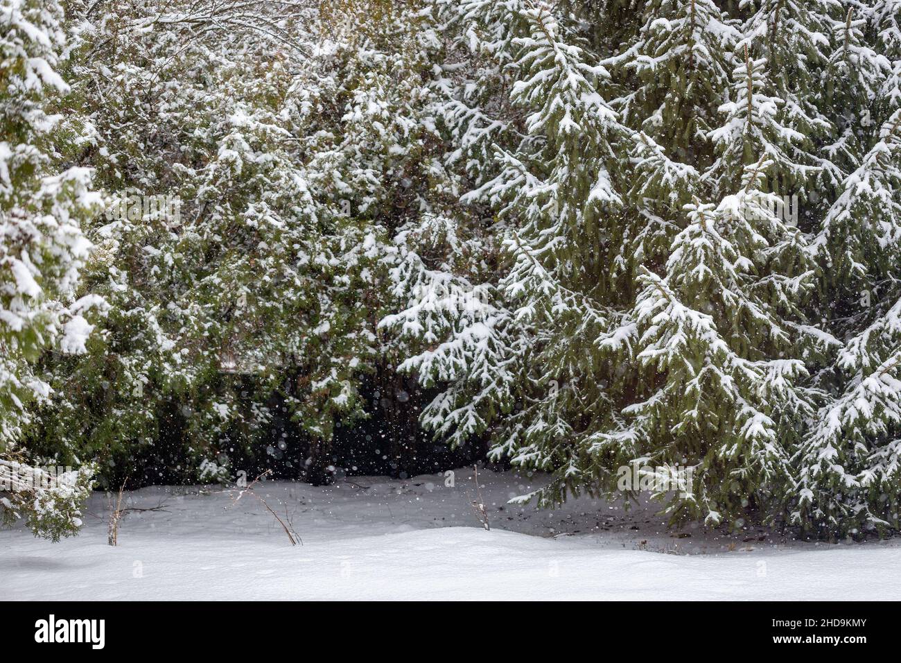 Snow-covered trees spruce and thuja in the yard. Snowfall. Selective focus. Beautiful winter background Stock Photo