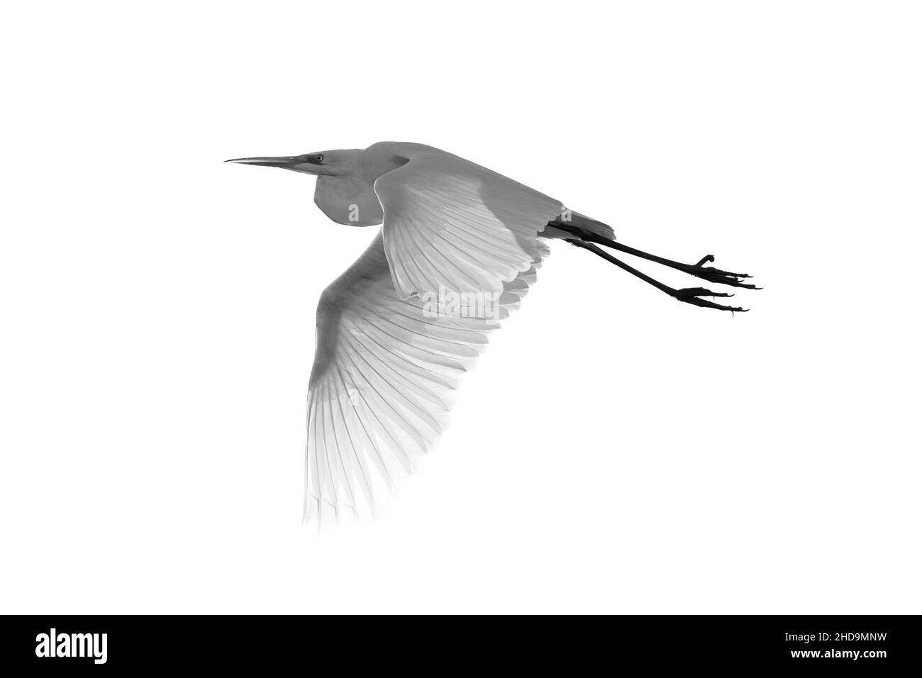 Grayscale shot of a grey heron (Ardea cinerea) in flight isolated on a white background Stock Photo