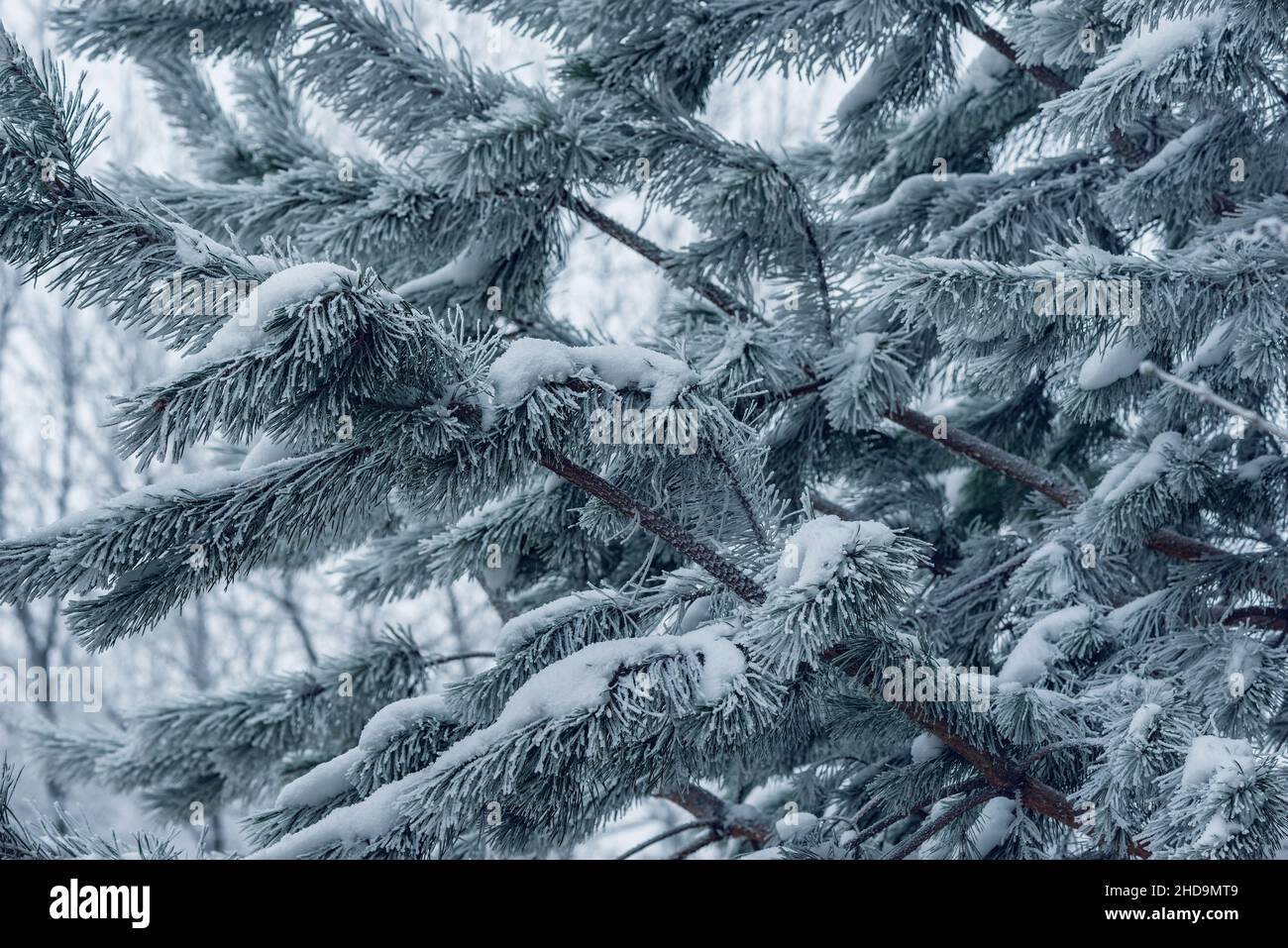 Pine tree branches under the snow. Stock Photo