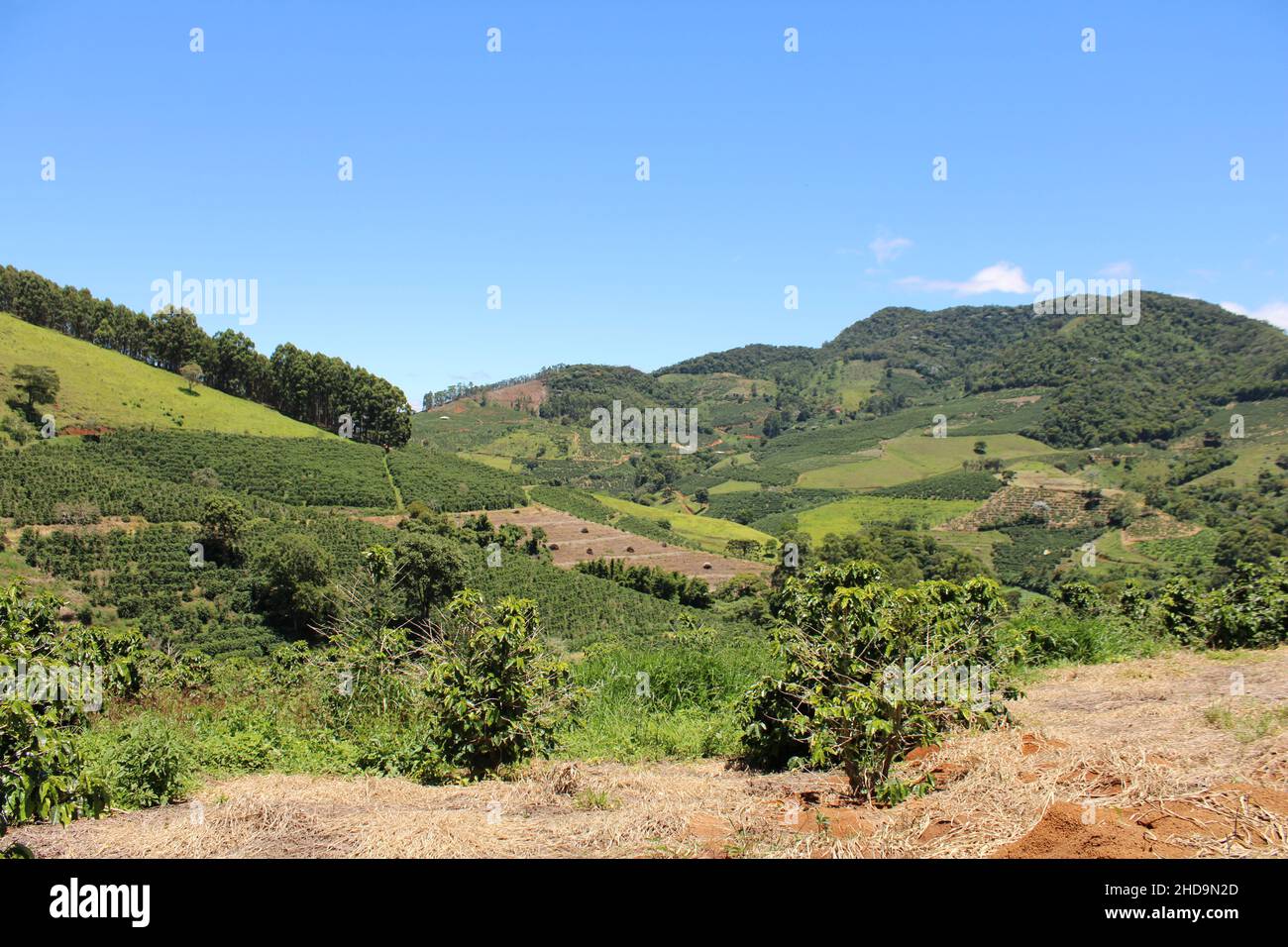 Large coffee farms in southeastern Brazil with mountains Stock Photo