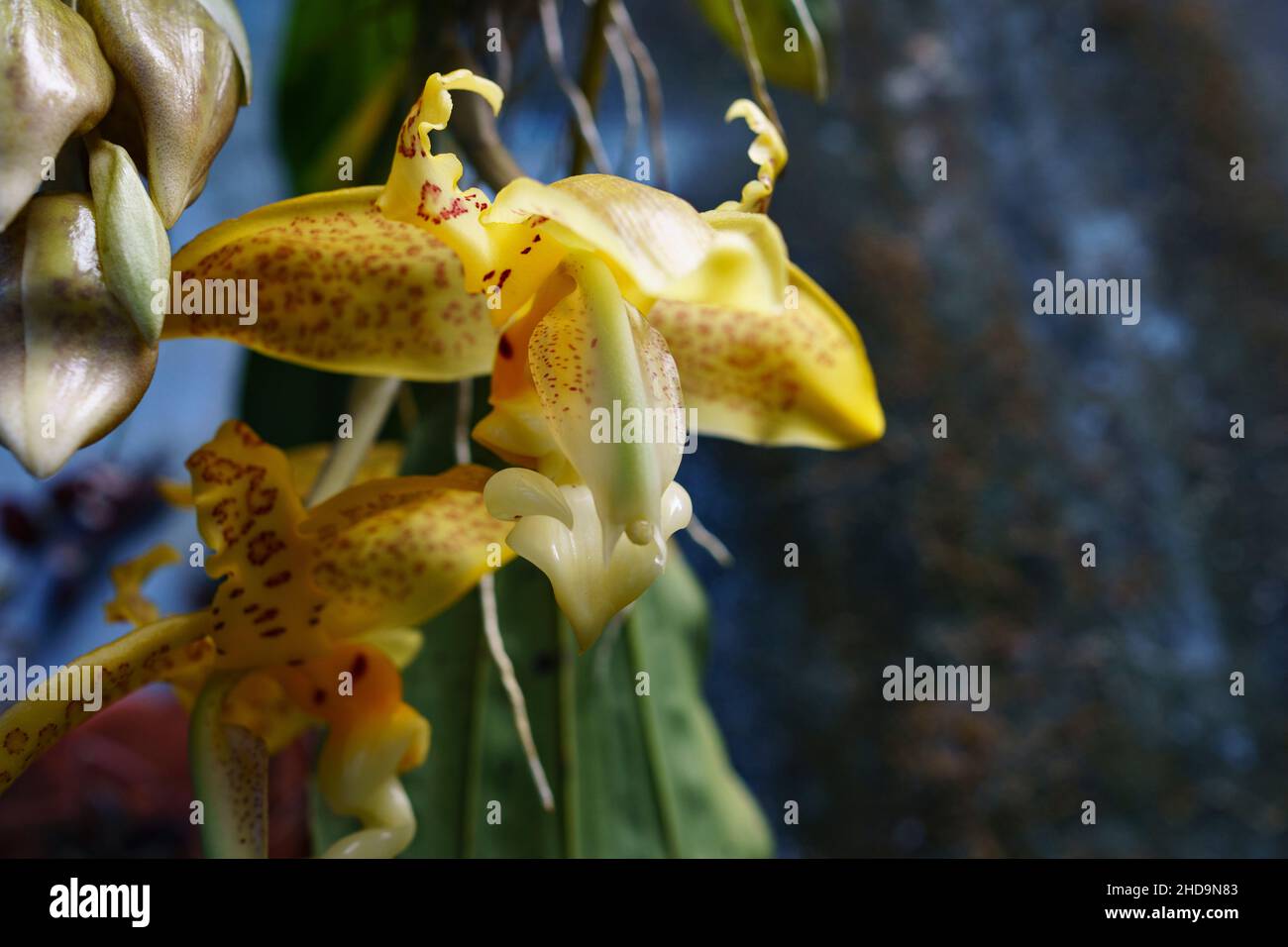 Blooming Stanhopea costaricansis showing how it got its common name El Torito (the Little Bull). Stock Photo