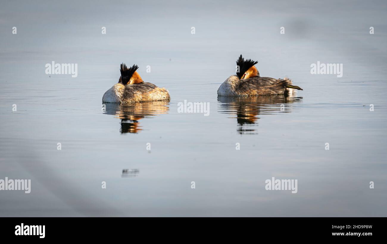 Crested grebes swimmi the lake with black crowns and with their reflection Stock Photo