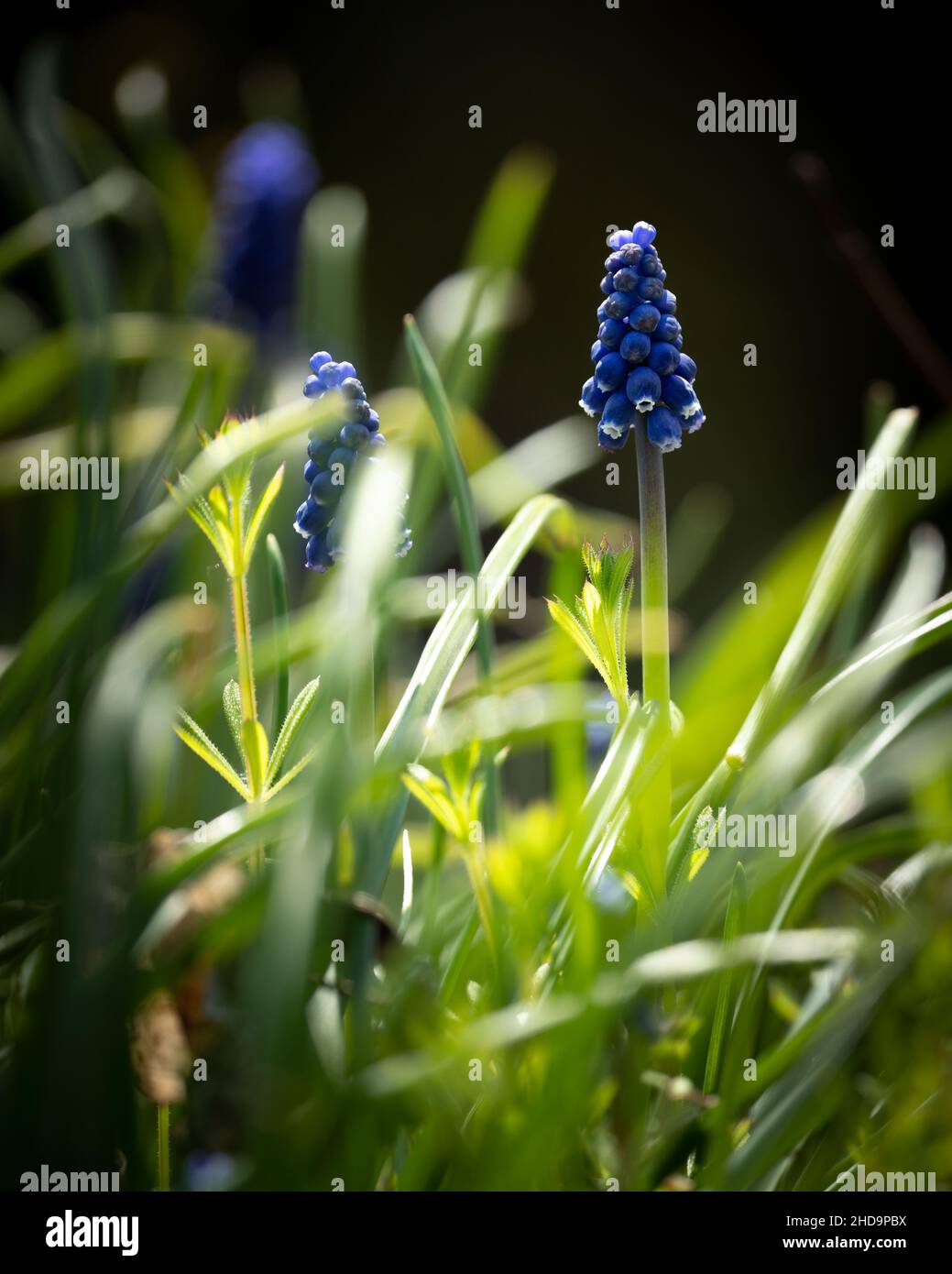 Grape Hyacinth flowers with green stems Stock Photo