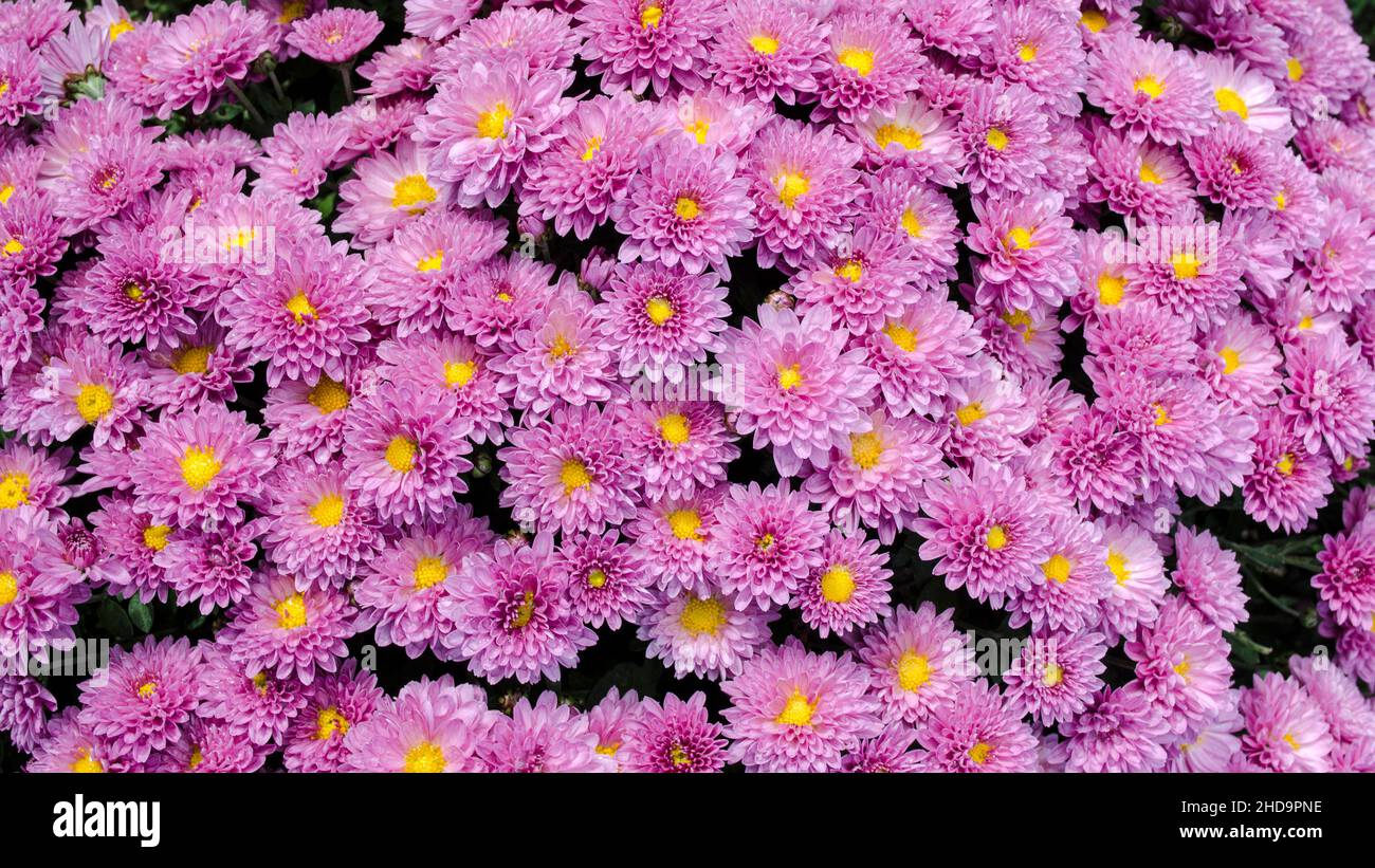Raindrops on the petals of the bushy aster (Aster dumosus 'Rosenwichtel') pink flower with a yellow center that grows outside on the terrace and garde Stock Photo