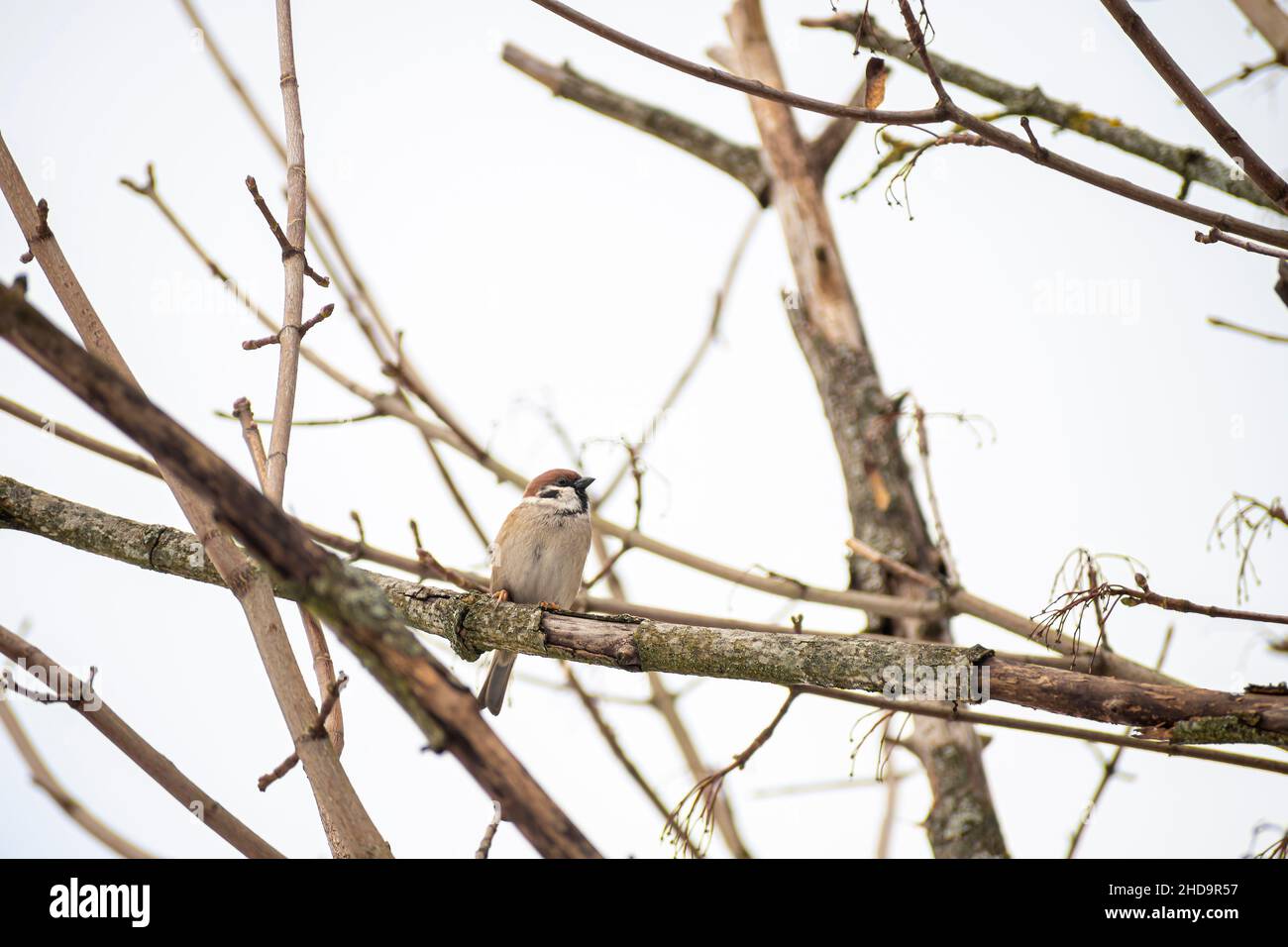 Closeup shot of a tiny Parus Palustris bird sitting on a thin withered branch Stock Photo