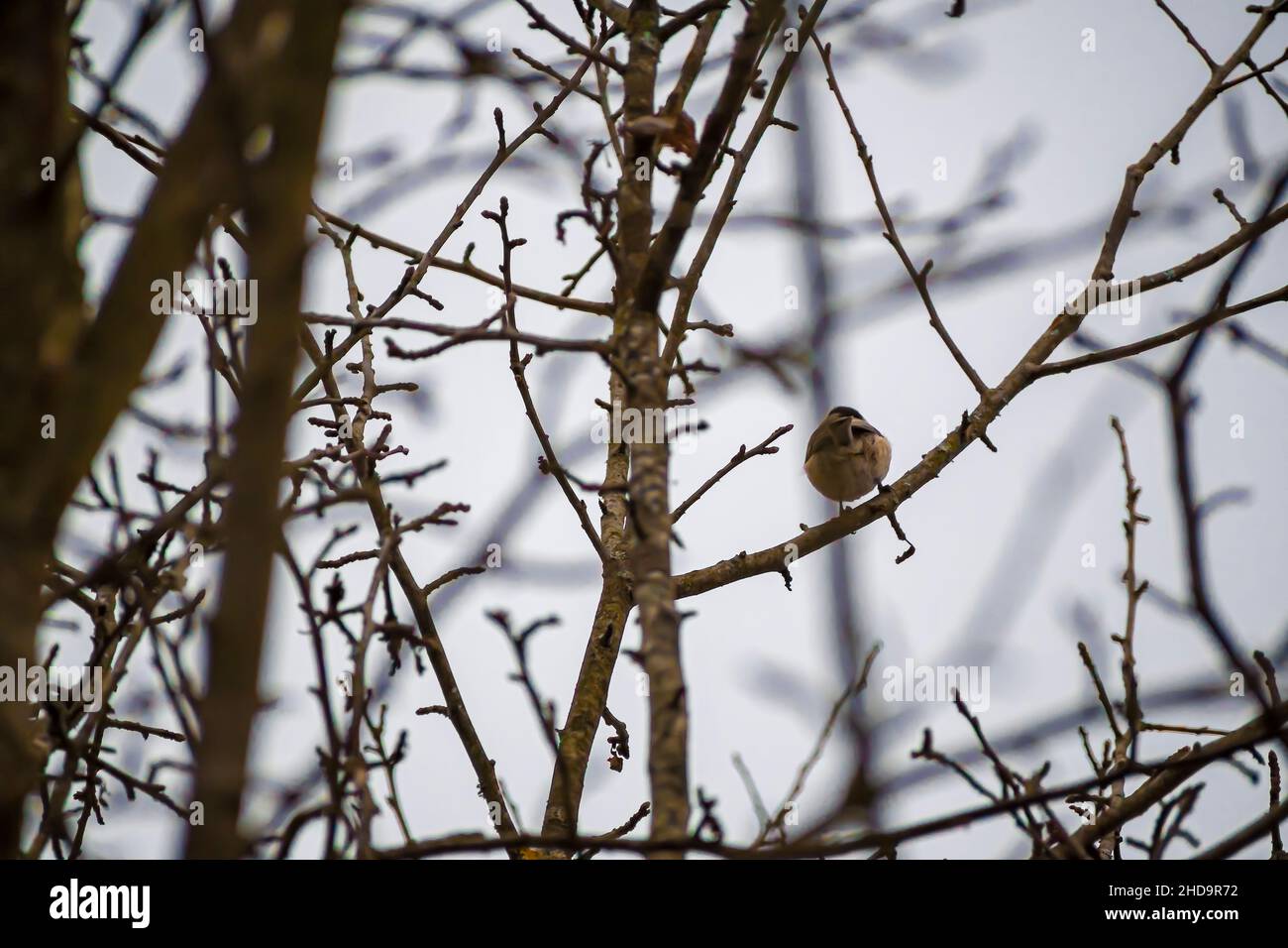 Closeup shot of a tiny Parus Palustris bird sitting on a thin withered branch Stock Photo
