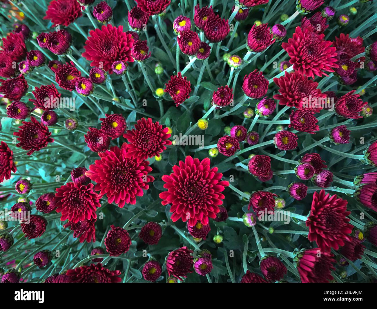 Overhead view of red chrysanthemums close up Stock Photo