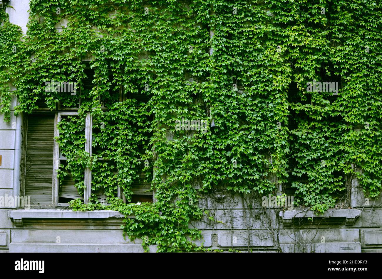 Buildings with vines hi-res stock photography and images - Alamy