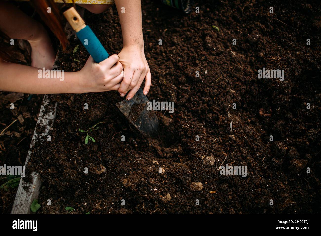 Overhead of young girl digging in dirt outside Stock Photo