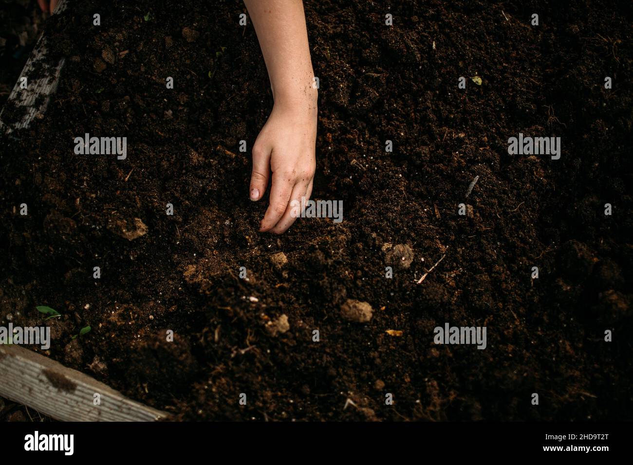Young girl's hand digging in dirt outside Stock Photo