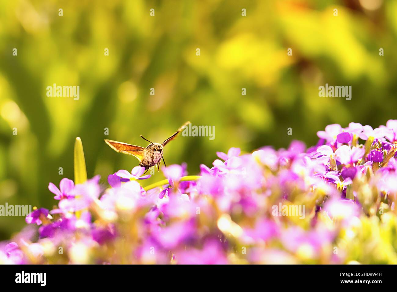 Macro shot of a Hawkmoth sipping nectar from Pigeon tail flowers in a garden Stock Photo