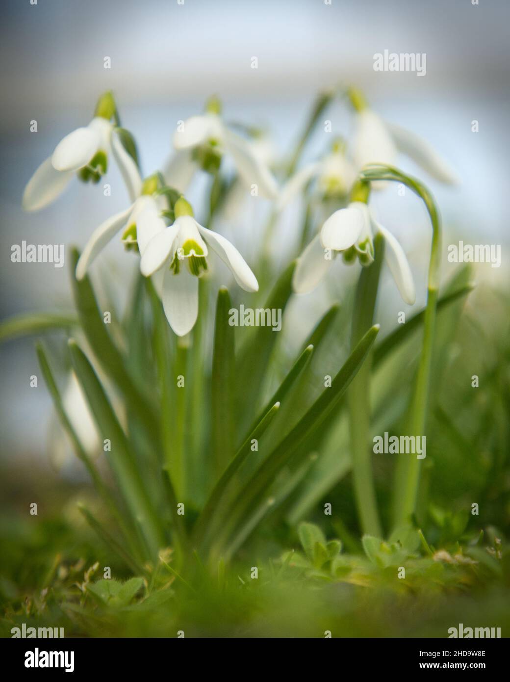 Selective focus of white snowdrop flowers blooming in a field against a blurred background Stock Photo