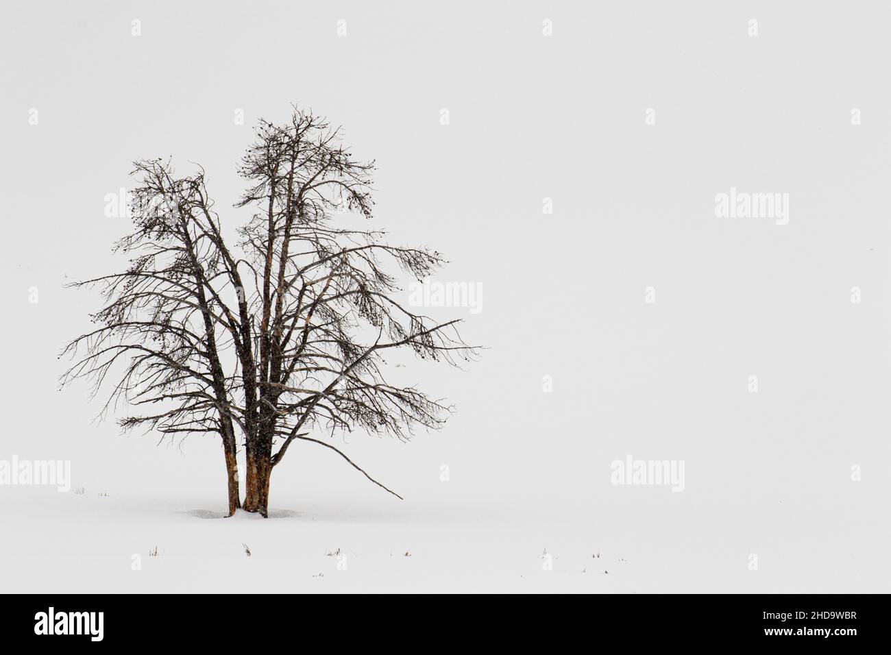 Lone Tree Stock Photo