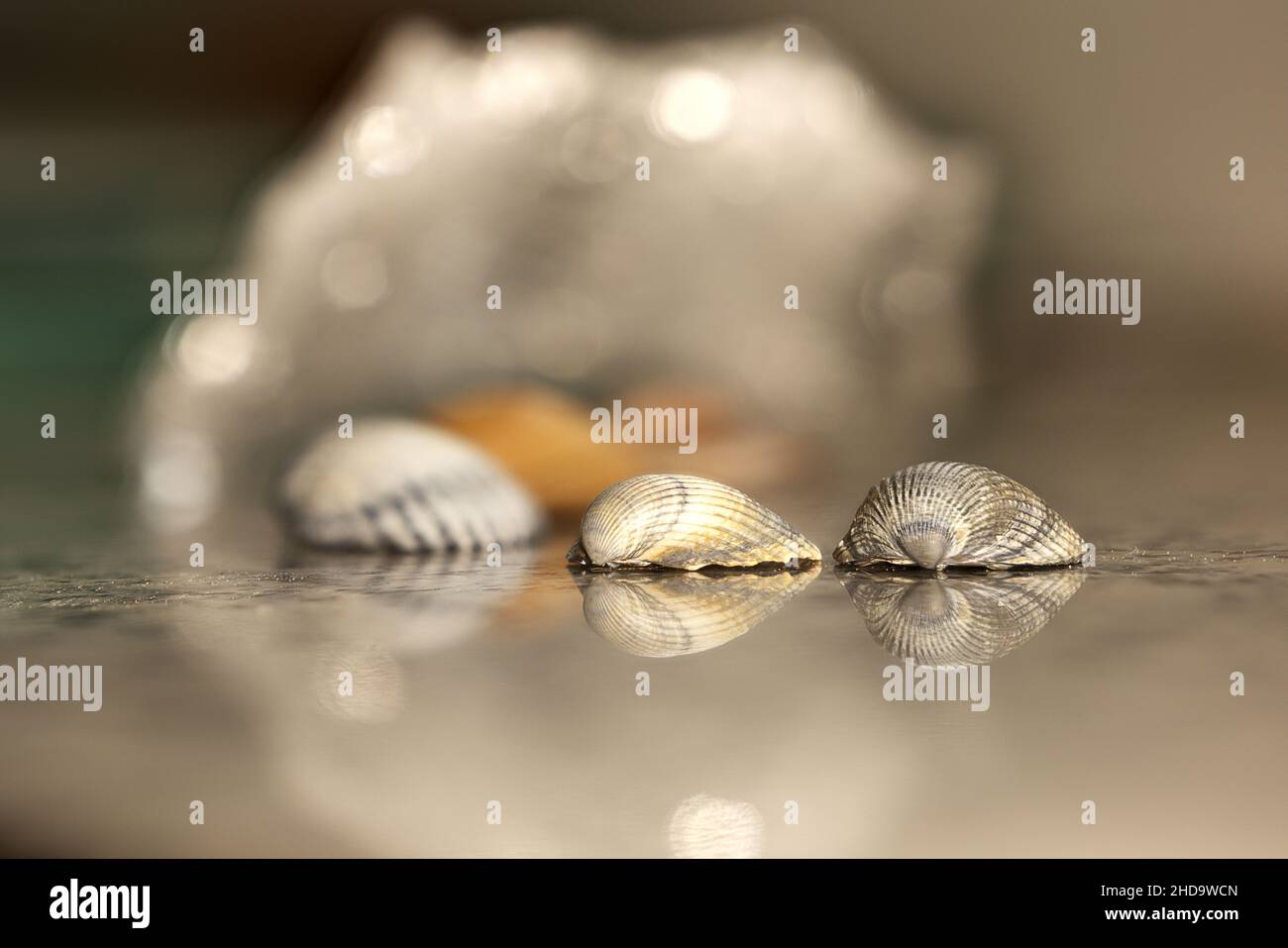 Closeup shot of shells with reflection on the surface Stock Photo - Alamy
