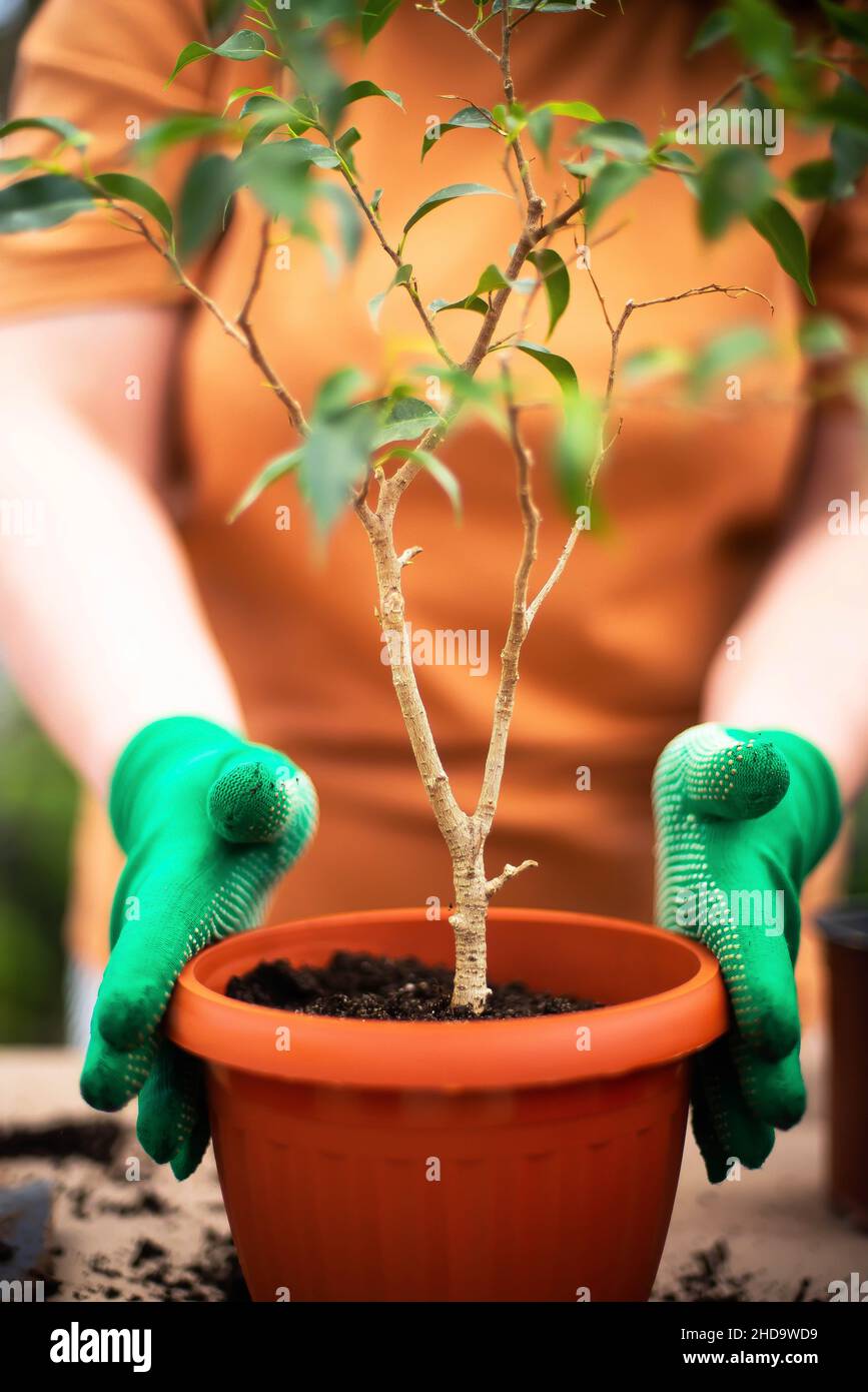 Woman's hands transplanting plant into new pot Stock Photo Alamy