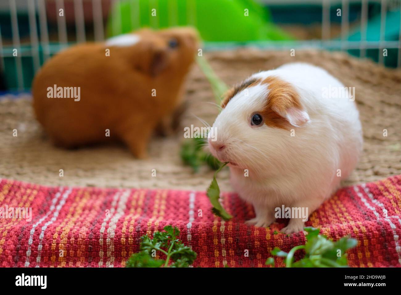 Cute guinea pigs eating parsley Stock Photo Alamy