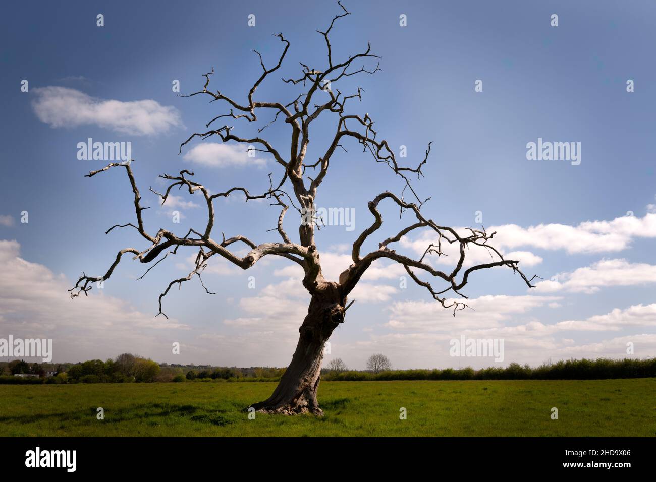 Dead oak tree in a green grassy field Stock Photo Alamy