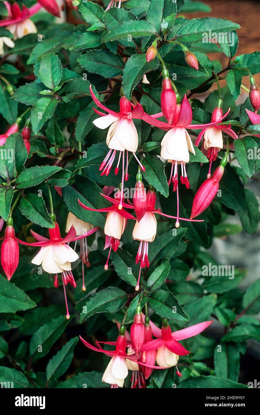 Close up of fuchsia Alice Hoffman. A single  semi double red and white upright fuchsia with bushy growth. Ideal for hanging baskets and containers Stock Photo