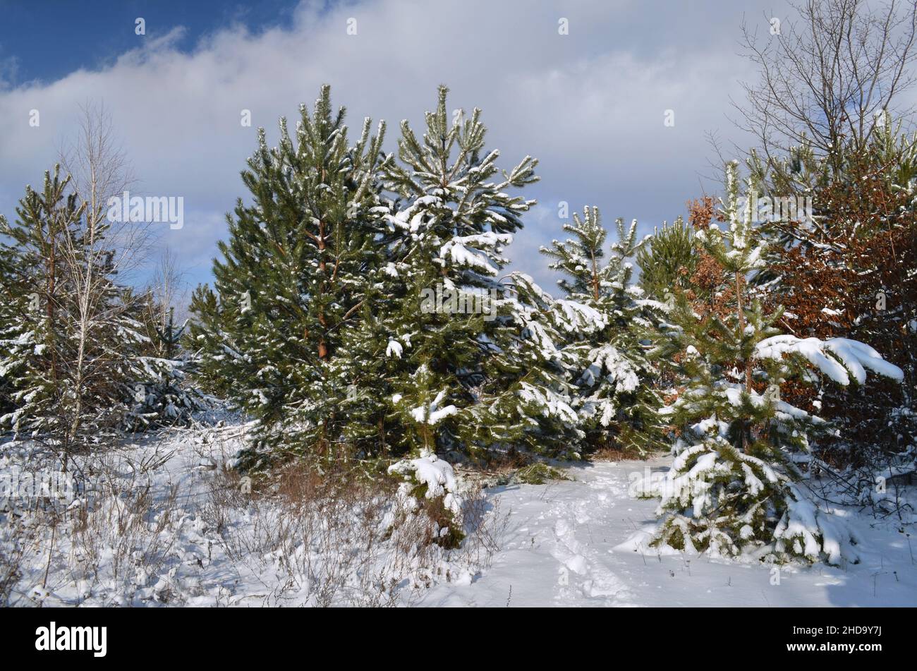 Pine trees covered with snow on winter sunny day. Beautiful winter scenery. Stock Photo