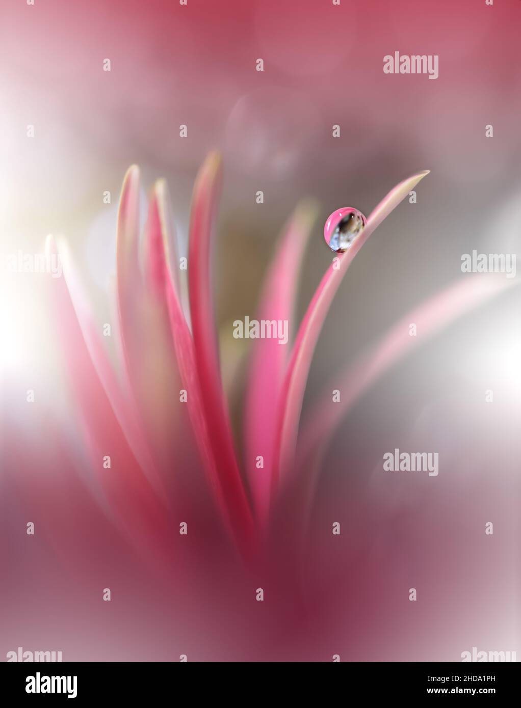 Beautiful Nature Background.Floral Art Design.Abstract Macro Photography.Pink Daisy Flower.Pastel Flowers.Violet Background.Creative Artistic Drop. Stock Photo