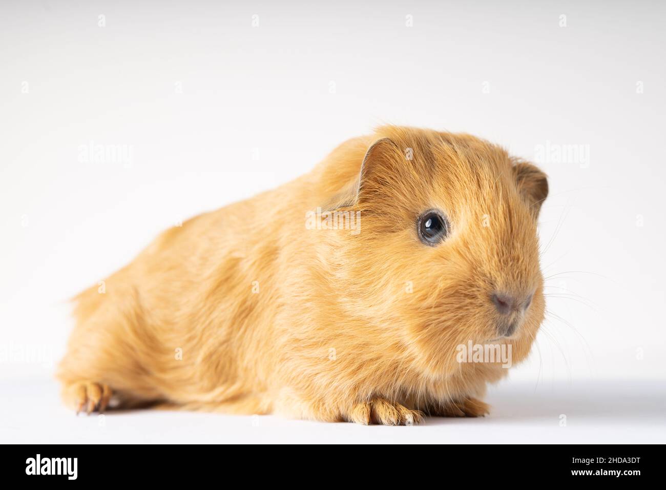 Closeup shot of a brown Guinea pig on the white background Stock Photo