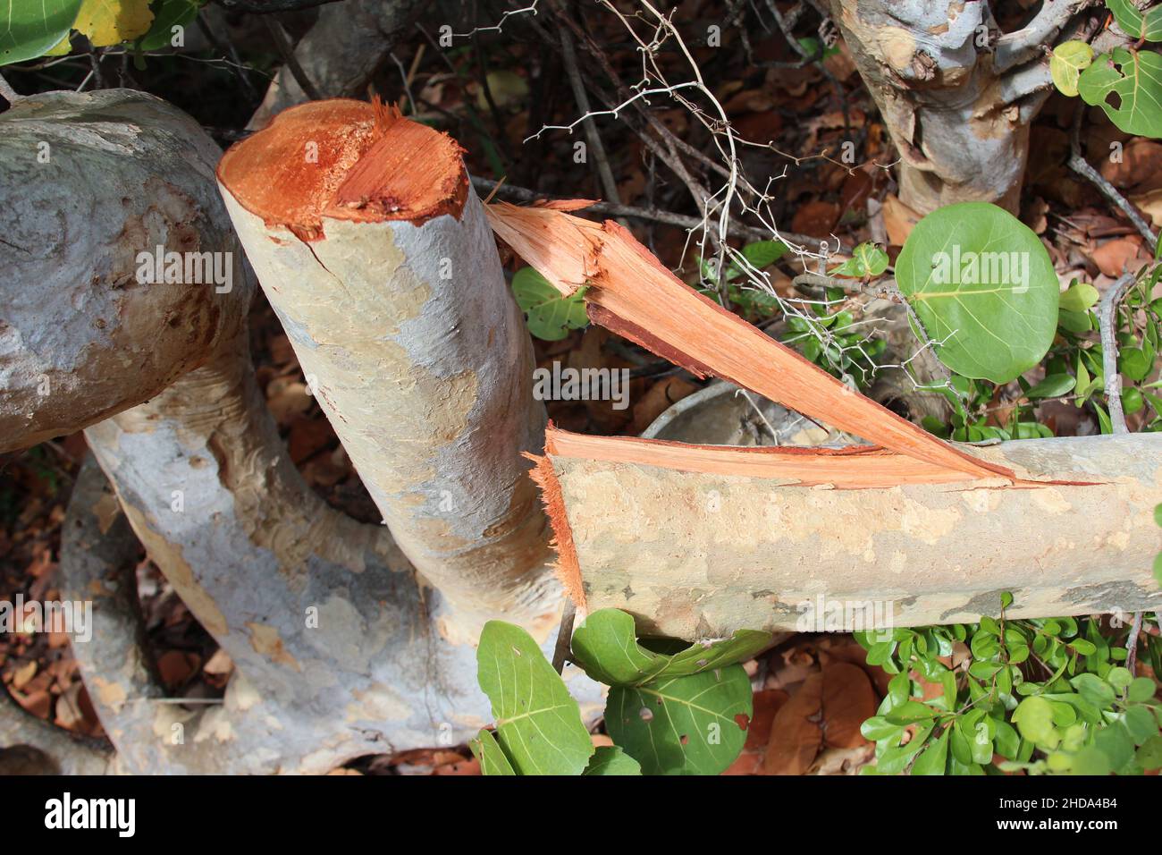 Orange tree sap hires stock photography and images Alamy