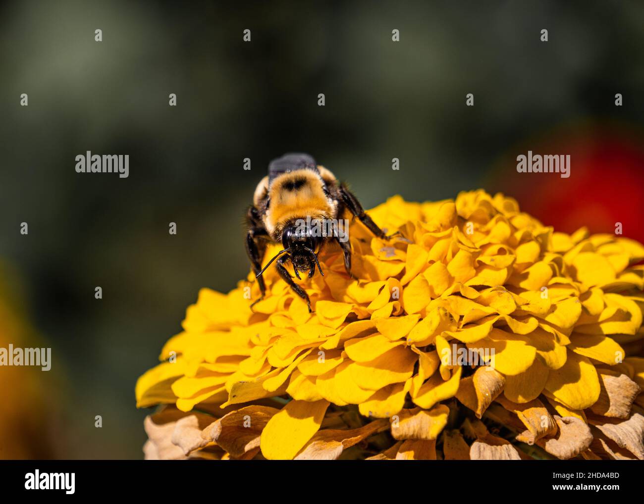 Bee lands on a yellow flower and prepares to collect nectar. Taken on a farm in Oregon at the beginning of fall 2020. Stock Photo
