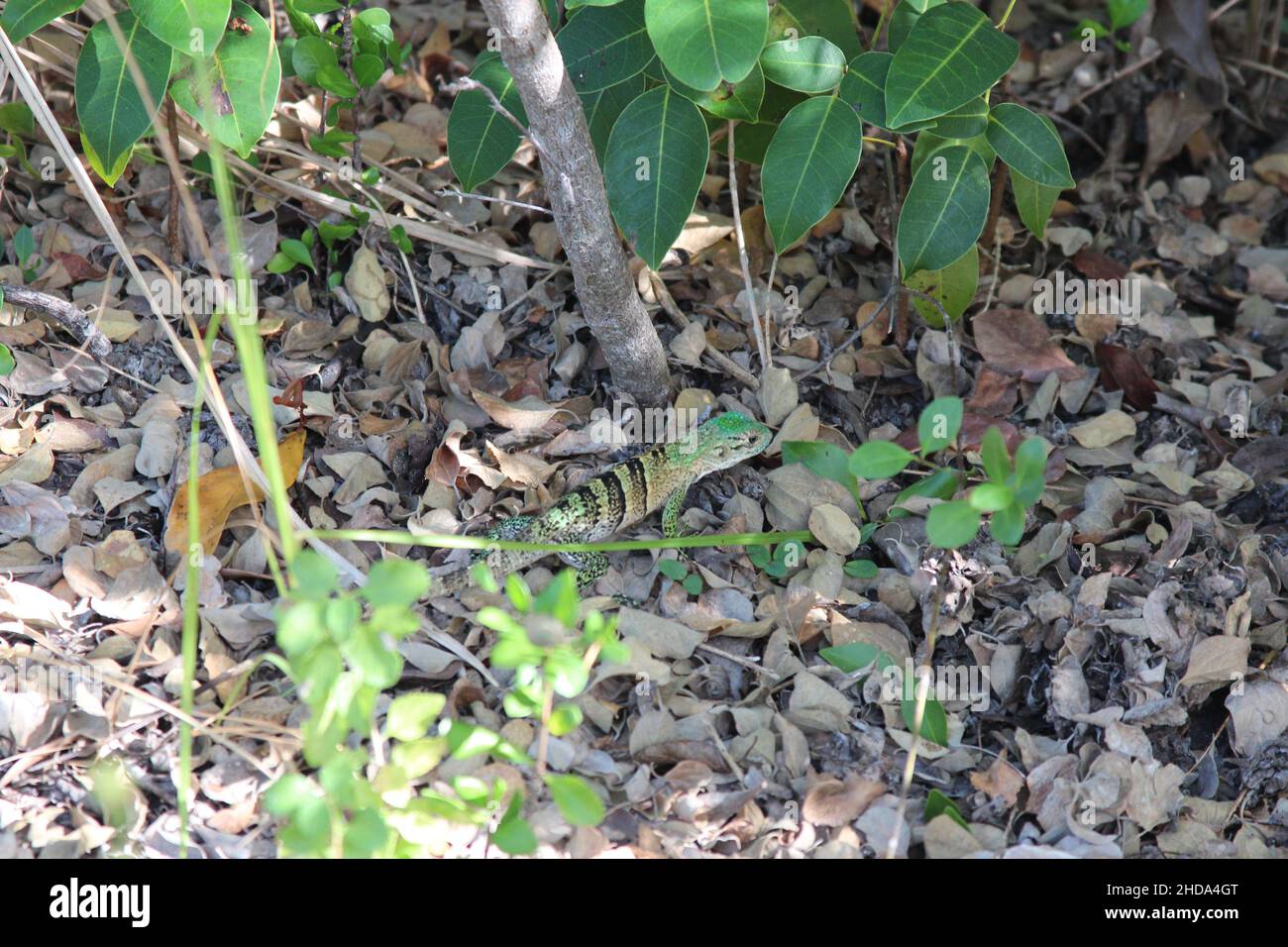 green lizard iguama Stock Photo