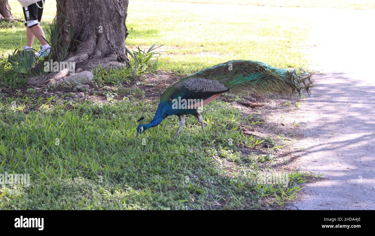 peacock outside in the grass Stock Photo Alamy