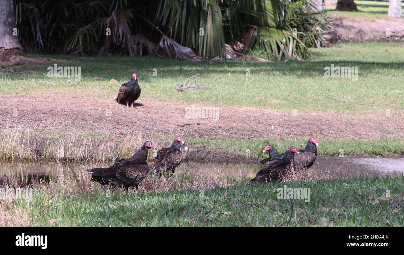 group of vultures Stock Photo