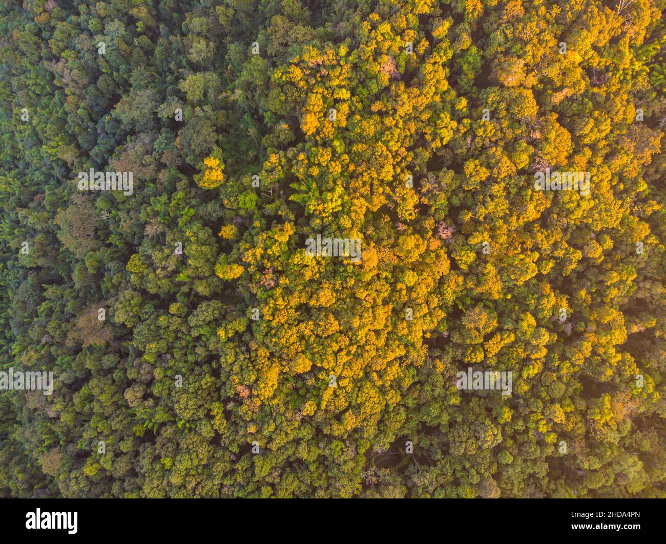 Aerial view green tree forest sunset light nature landscape Stock Photo ...