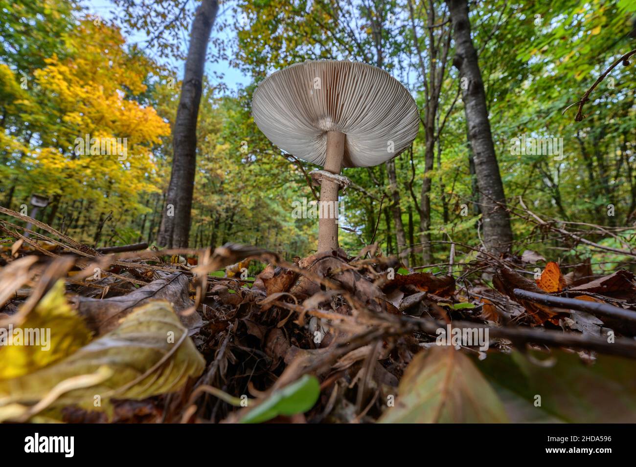Parasol mushroom (Macrolepiota procera) on the forest floor Stock Photo
