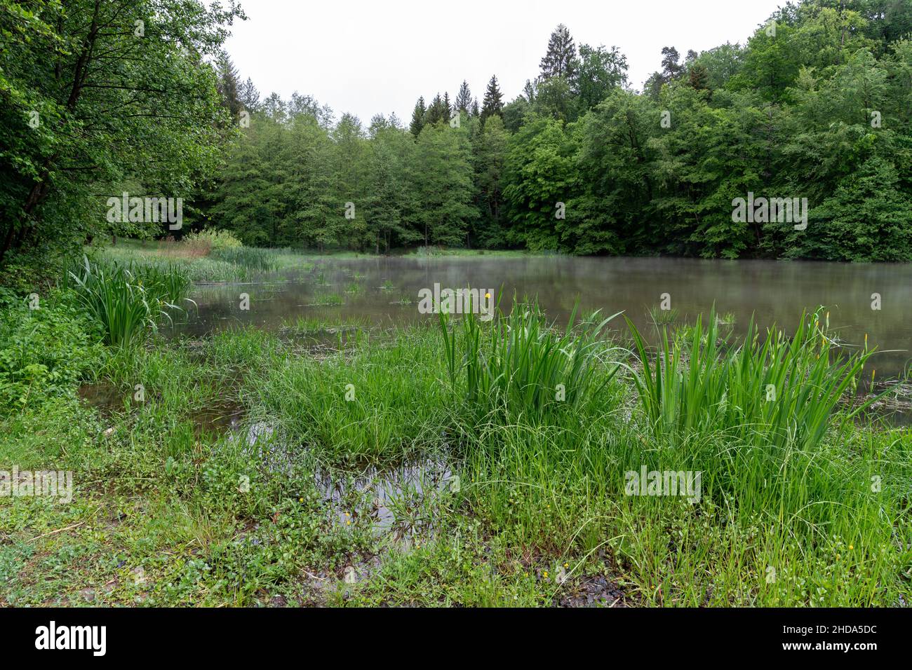 Haze over a small forest lake on a rainy day in the Odenwald, Germany Stock Photo