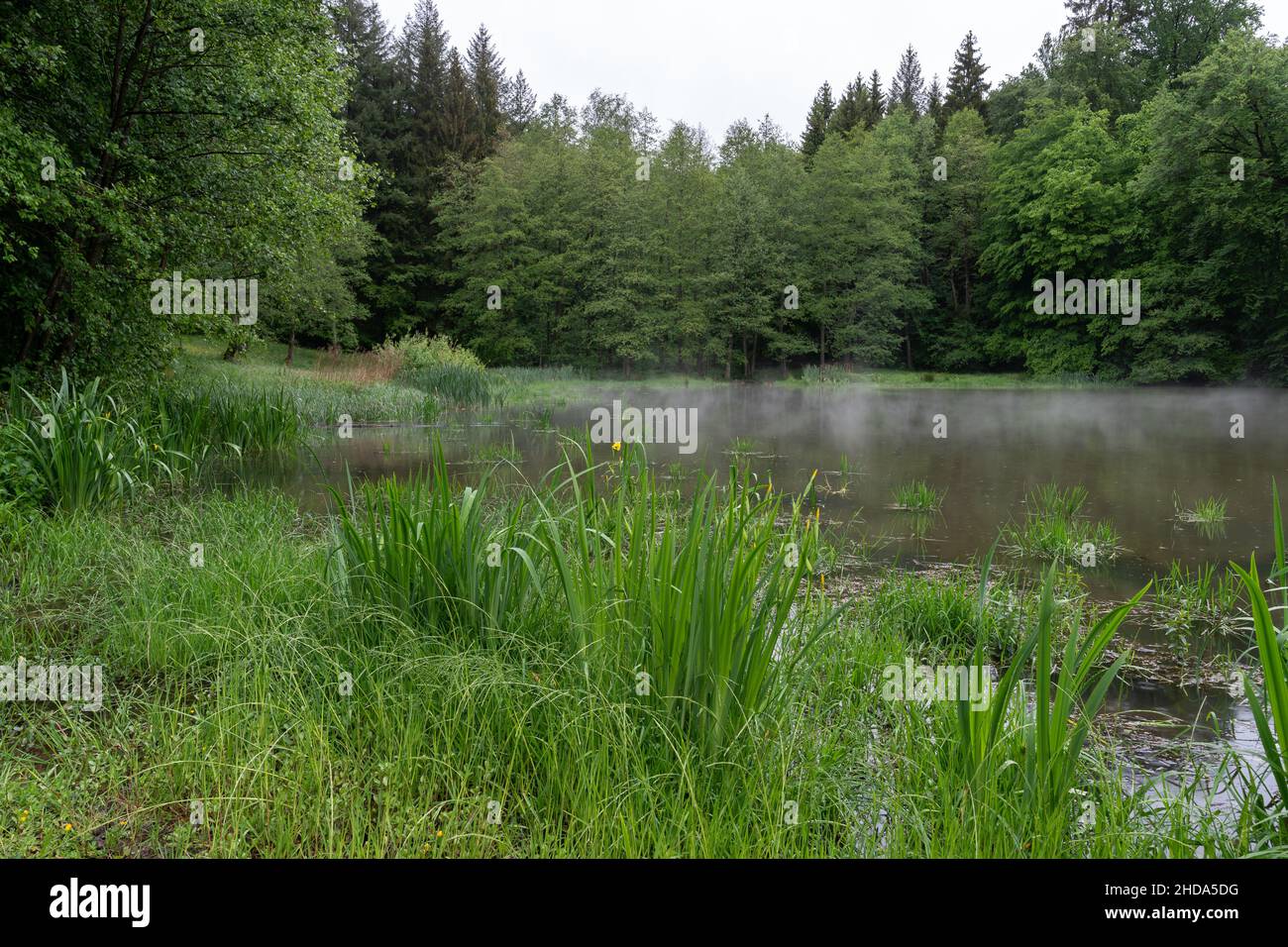 Haze over a small forest lake on a rainy day in the Odenwald, Germany Stock Photo