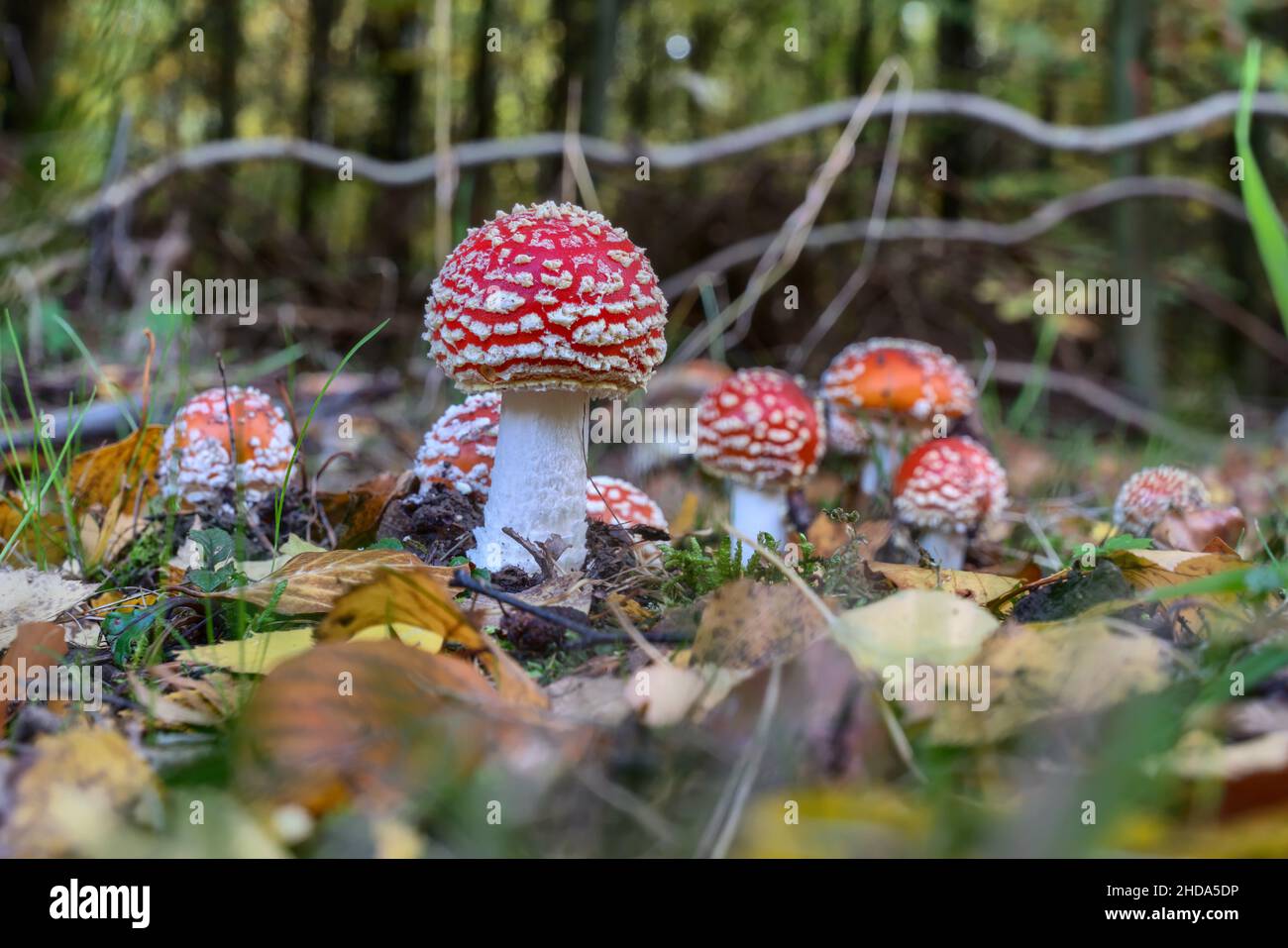 Fly agaric mushroom (Amanita muscaria) on the forest floor Stock Photo