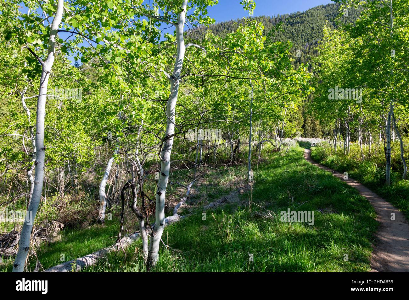 The Sidewalk Trail of the Cache Creek Trail network cutting through a