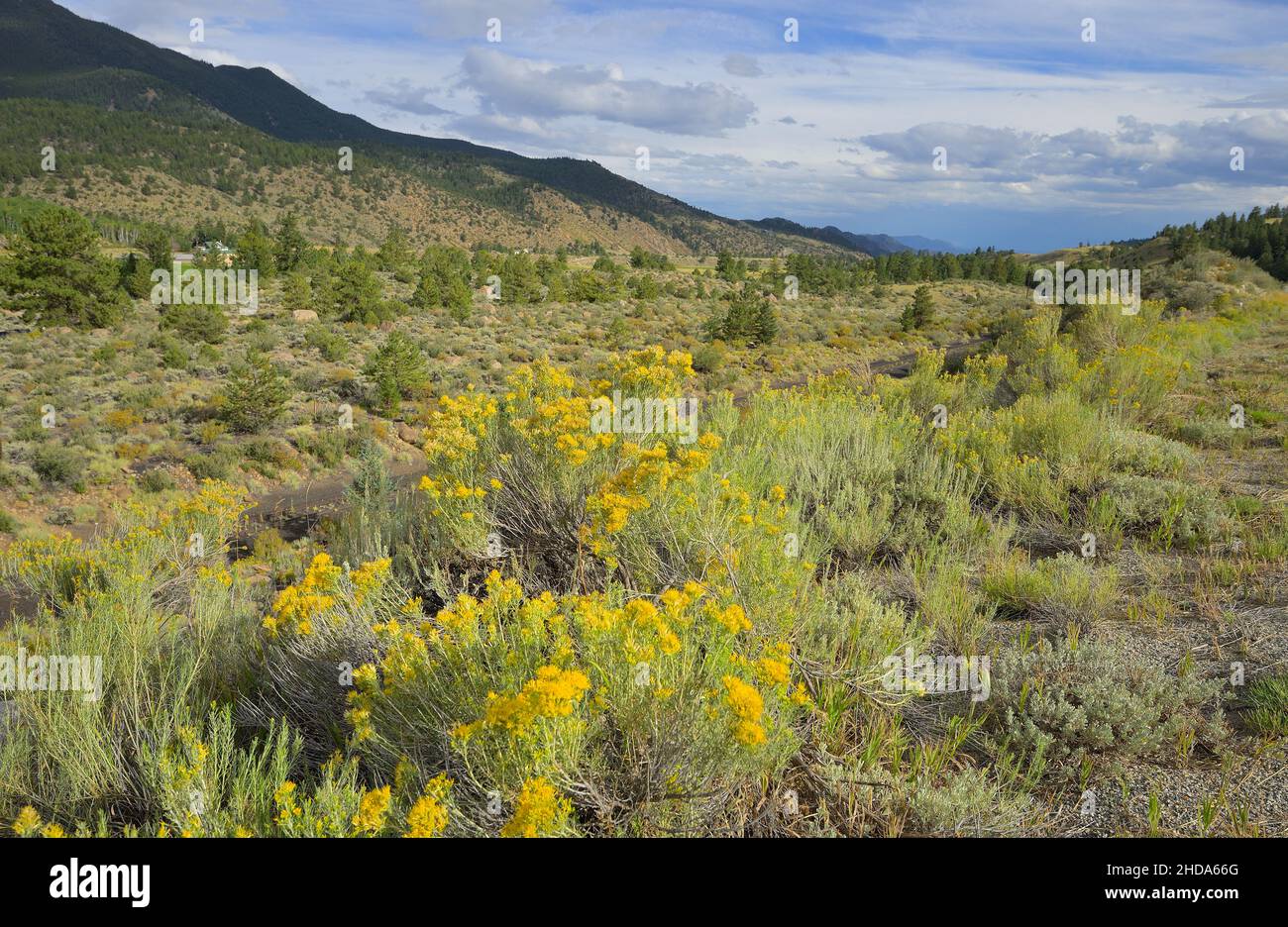 The scenic nature along the Kellog Gulch, near Granite CO Stock Photo