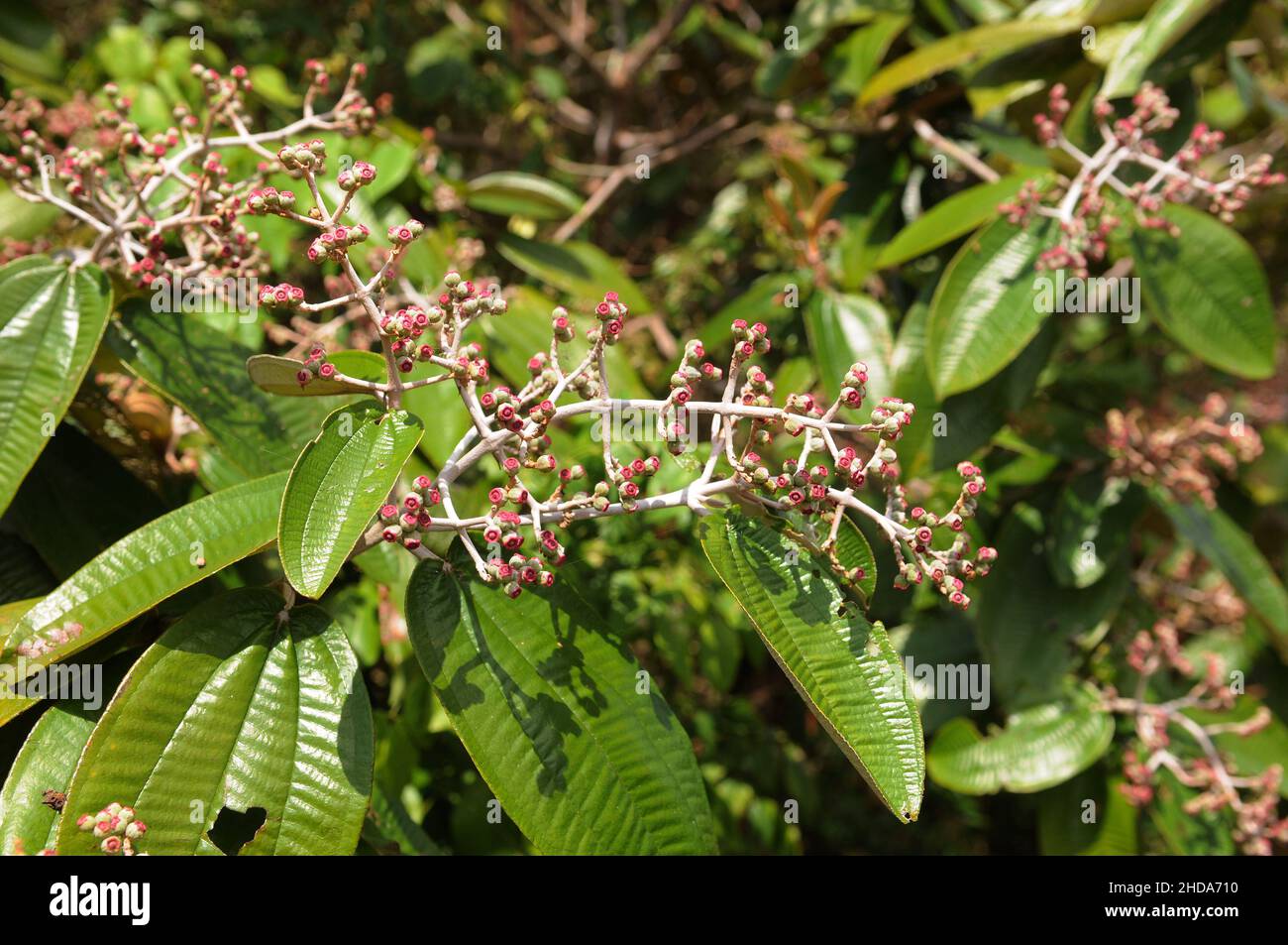 Types of vegetation and fruits of the Amazonian savannah in the city of Alter do Chão, in the state of Pará, Brazil. Stock Photo
