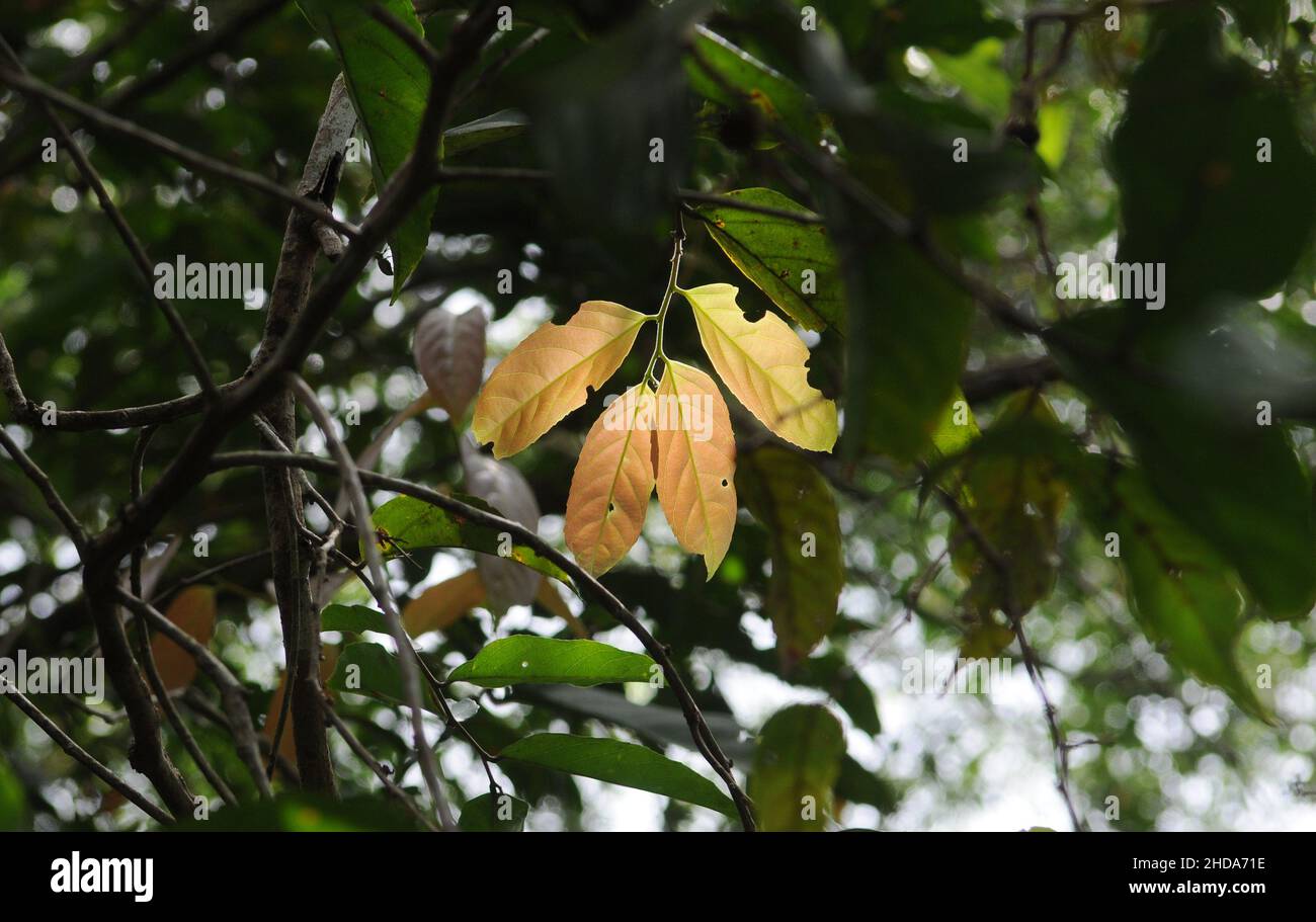 Types of vegetation and fruits of the Amazonian savannah in the city of Alter do Chão, in the state of Pará, Brazil. Stock Photo