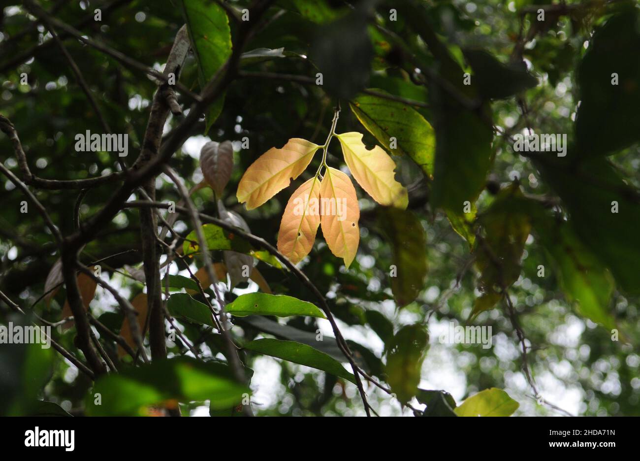 Types of vegetation and fruits of the Amazonian savannah in the city of Alter do Chão, in the state of Pará, Brazil. Stock Photo