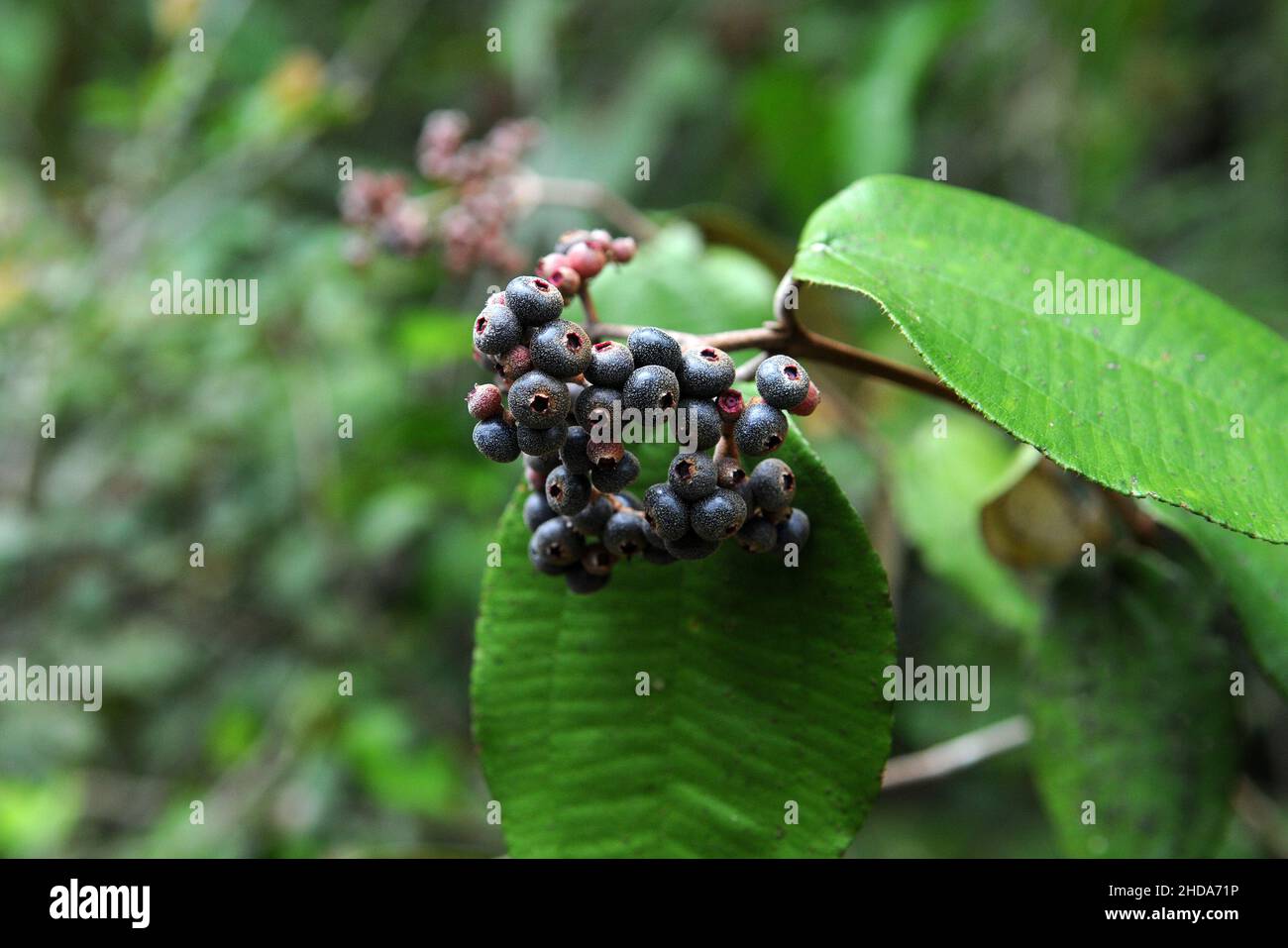 Types of vegetation and fruits of the Amazonian savannah in the city of Alter do Chão, in the state of Pará, Brazil. Stock Photo