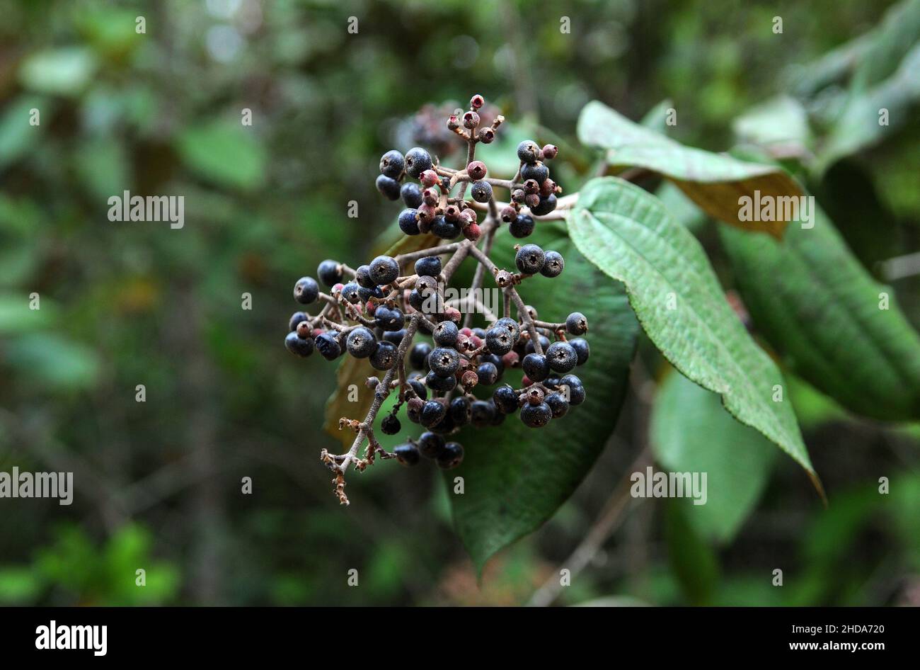 Types of vegetation and fruits of the Amazonian savannah in the city of Alter do Chão, in the state of Pará, Brazil. Stock Photo